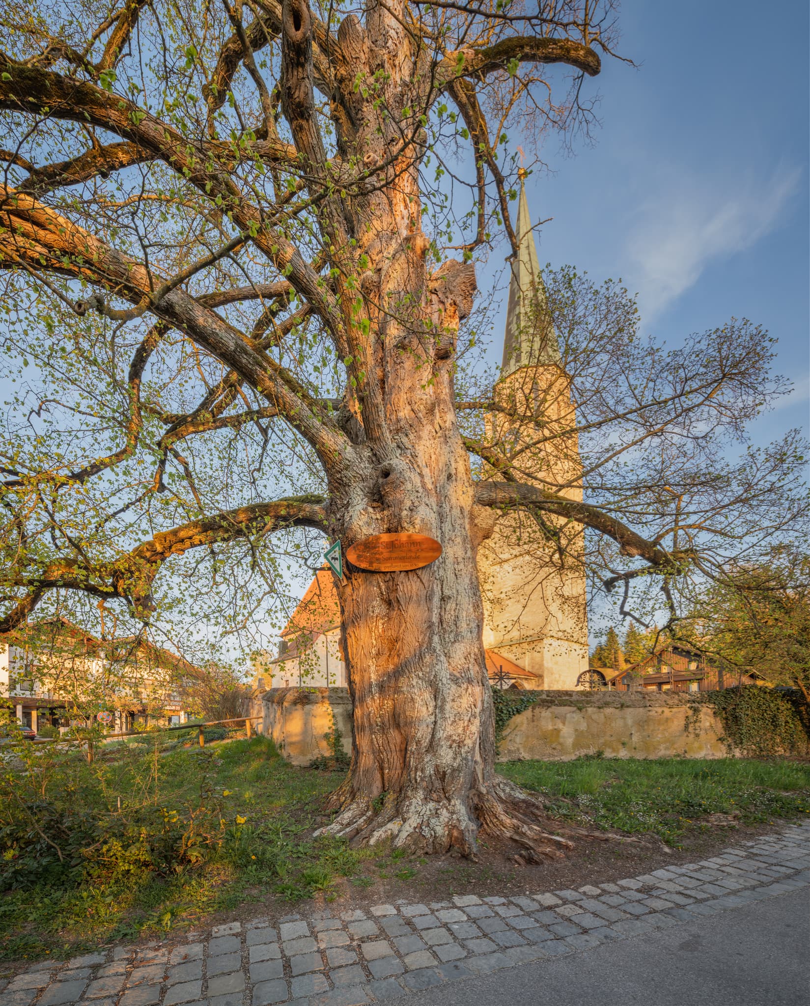 Alte Linde an der Kirche, Burgkirchen a.d. Alz, Oberbayern - Die beeindruckende alte Linde steht direkt vor der Kirche Die alte Pfarrkirche hl. Johannes der Täufer  in der Gemeinde Burgkirchen an der Alz, Altötting.