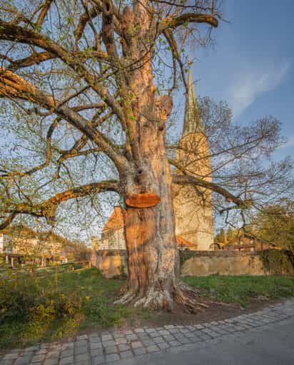 Alte Linde an der Kirche, Burgkirchen a.d. Alz, Oberbayern