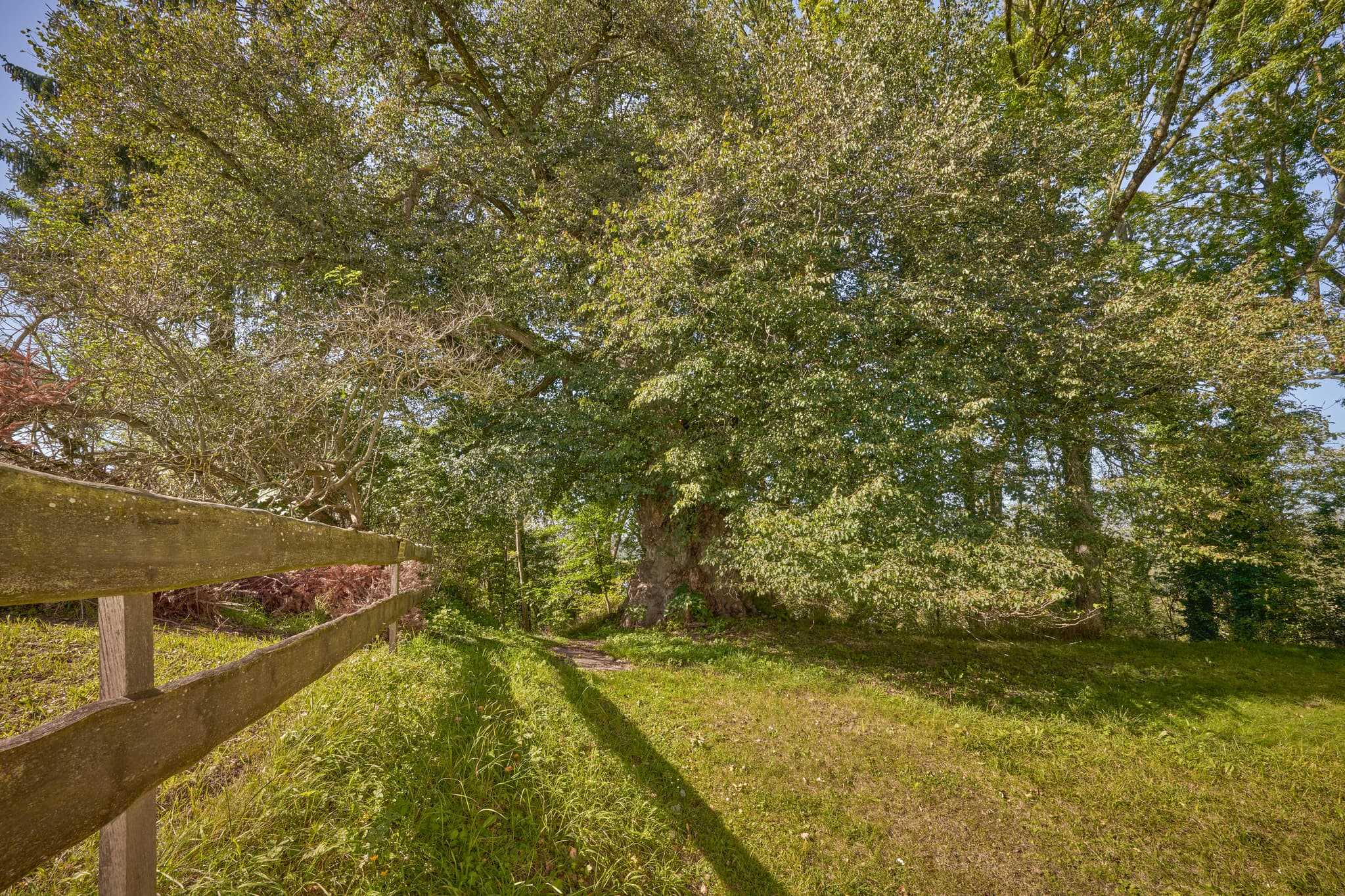Alte Linde Naturdenkmal, Kraiburg, Mühldorf am Inn - Alte Linde, ein Naturdenkmal in Kraiburg, Mühldorf am Inn, Oberbayern, Region Inn-Salzach, Deutschland. Prägt die ländliche Landschaft.