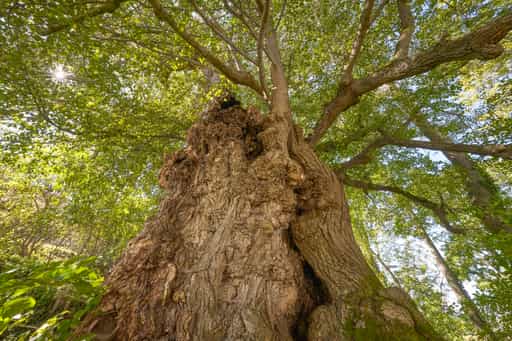 Alte Linde Naturdenkmal, Kraiburg, Mühldorf am Inn