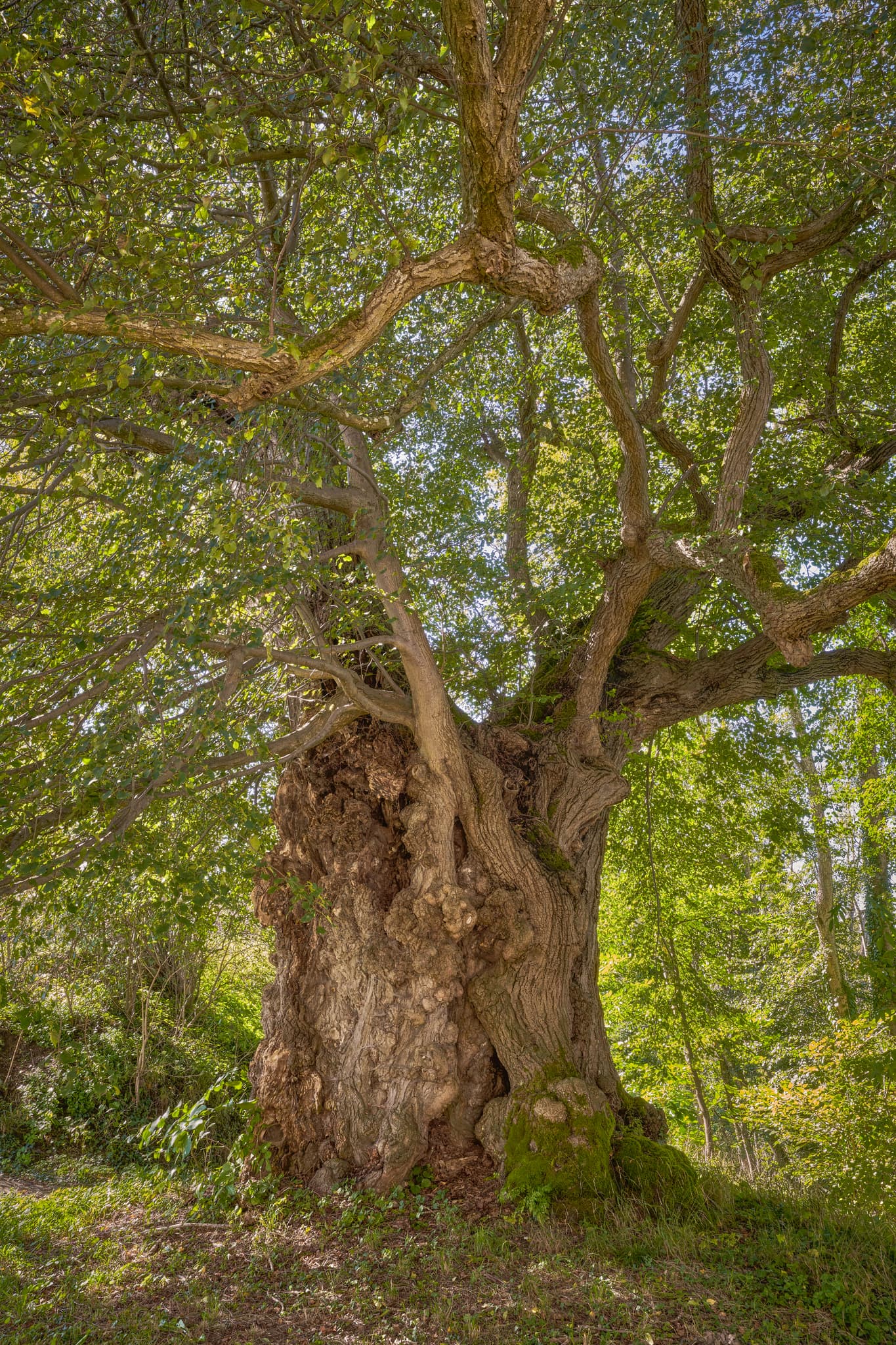 Alte Linde Naturdenkmal, Mühldorf am Inn, Oberbayern - Die Alte Linde, ein Naturdenkmal, prägt die Landschaft Kraiburgs, Mühldorf am Inn, Oberbayern. Ein historisches Wahrzeichen der Inn-Salzach Region, Deutschland.
