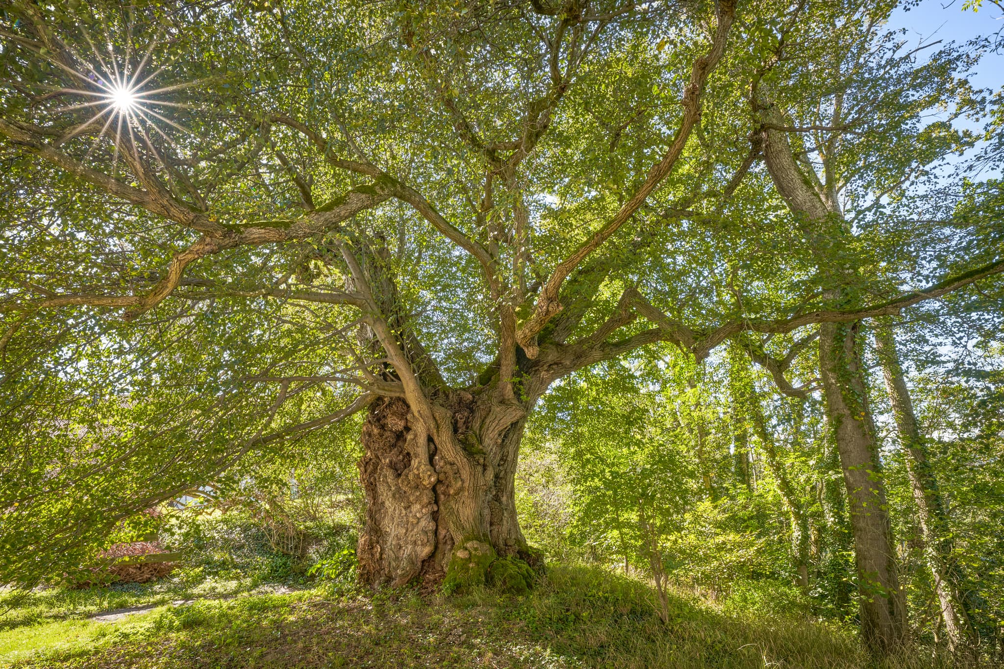 Alte Linde Naturdenkmal, Mühldorf am Inn, Oberbayern - Die Alte Linde, ein Naturdenkmal, prägt die Landschaft Kraiburgs, Mühldorf am Inn, Oberbayern. Ein historisches Wahrzeichen der Inn-Salzach Region, Deutschland.