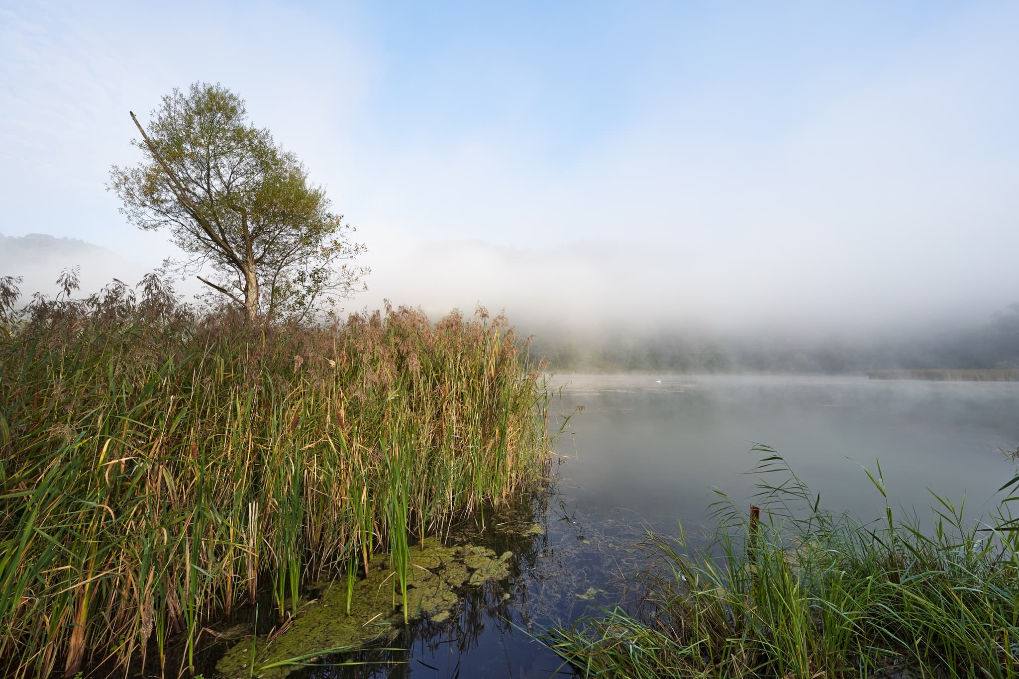 Altwasser an der Dachlwand, Marktl am Inn, Altötting - Das Altwasser ist Lebensraum zahlreicher Vögel, Amphibien, Insekten. Schilfzonen, abgestorbene Bäume, Natur vor der Dachlwand bei Marktl, Landkreis Altötting.