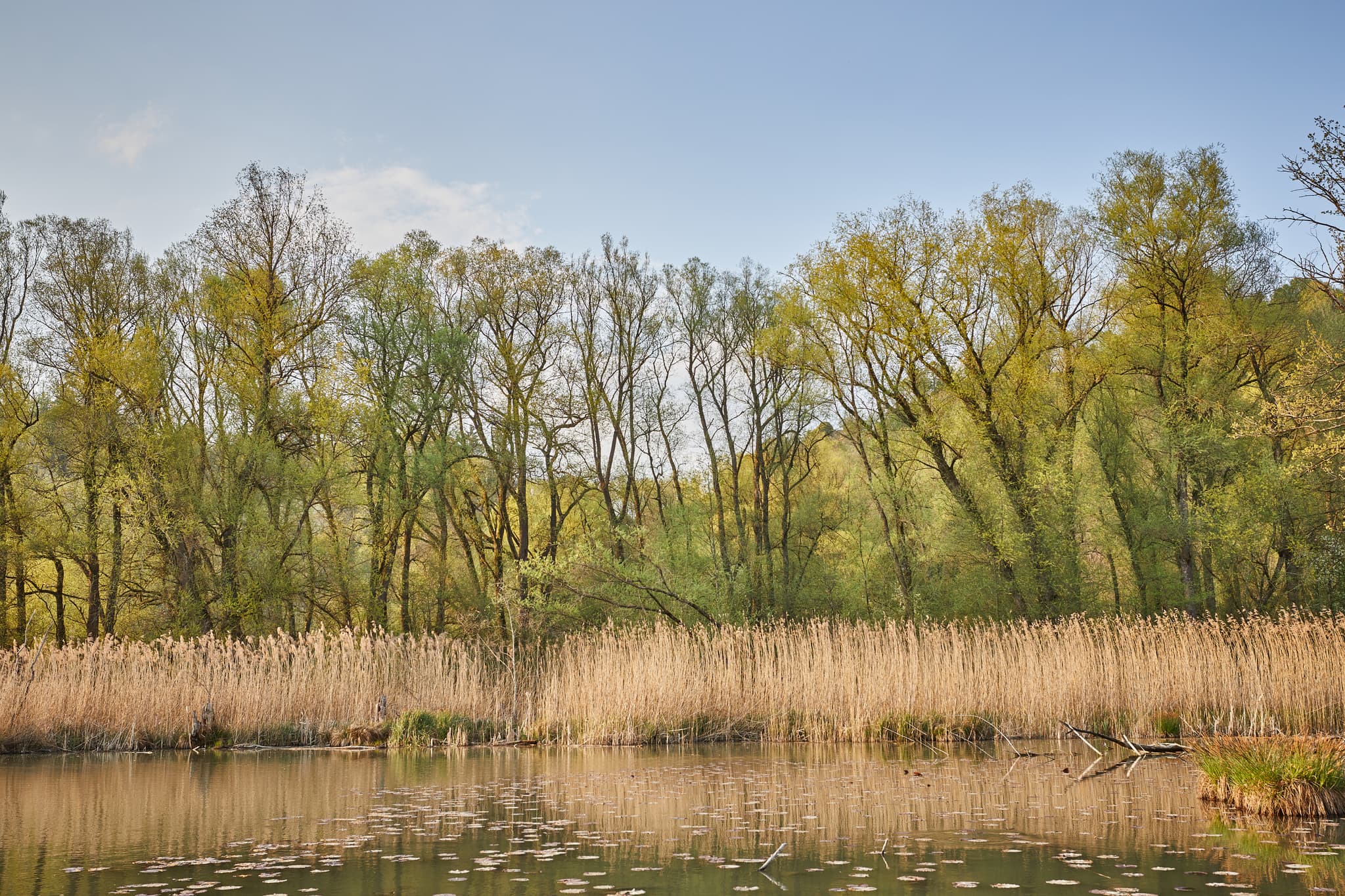 Altwasser Naturschutzgebiet Marktl, Altötting - Idyllisches Altwasser Naturschutzgebiet bei Marktl im Landkreis Altötting, Oberbayern. Die Region Inn-Salzach in Deutschland bietet unberührte Natur.