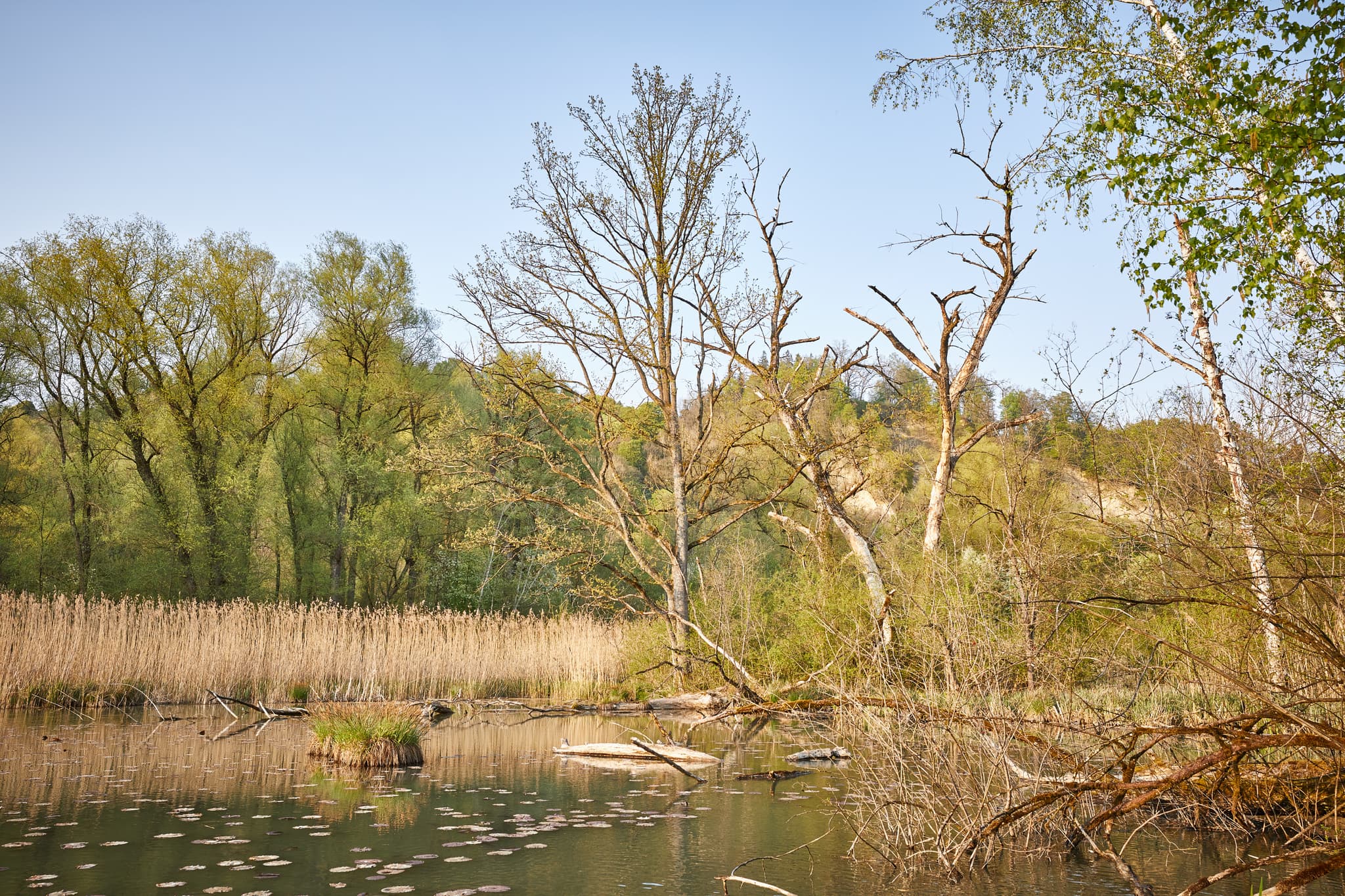 Altwasser Naturschutzgebiet Marktl, Altötting - Idyllisches Altwasser Naturschutzgebiet bei Marktl im Landkreis Altötting, Oberbayern. Die Region Inn-Salzach in Deutschland bietet unberührte Natur.