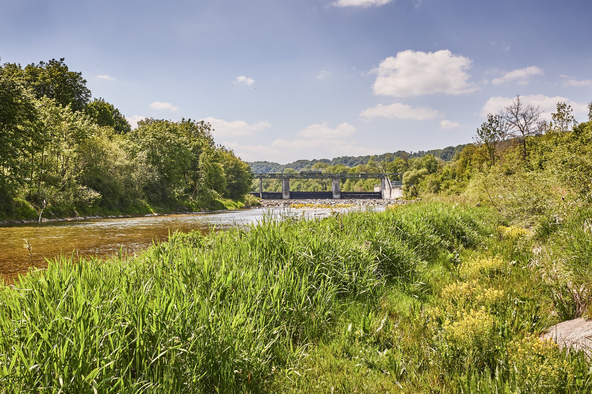 Alz Radweg in Burgkirchen-Hirten, Oberbayern, Inn-Salzach - Flusslandschaft am Alz Radweg bei Burgkirchen-Hirten, Altötting, Oberbayern, Deutschland, Inn-Salzach, Schilfgräser am Ufer, Wandern, Freizeit.