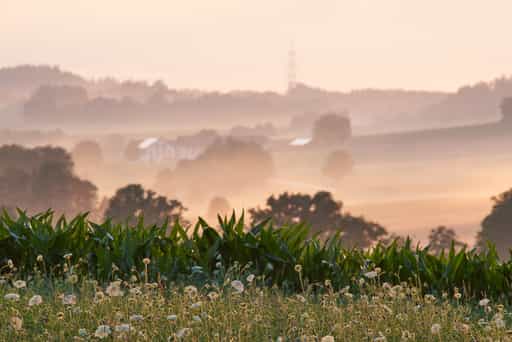 Am Lavendelfeld, Adlstraß, Erding, Münchner Umland