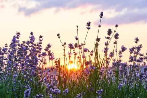 Am Lavendelfeld, Adlstraß, Erding, Oberbayern, Erdinger Land