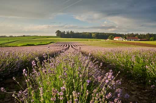 Am Lavendelfeld in Adlstraß, Erding, Oberbayern
