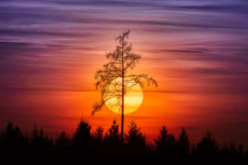 Arbing Lärche Richtung Weiher, Arbing, Gemeinde Reischach