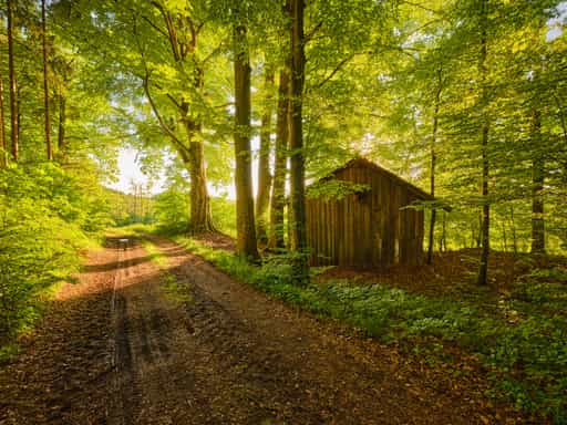 Arbing nach Weiher, schönes Waldgebiet mit Hütte und Baum