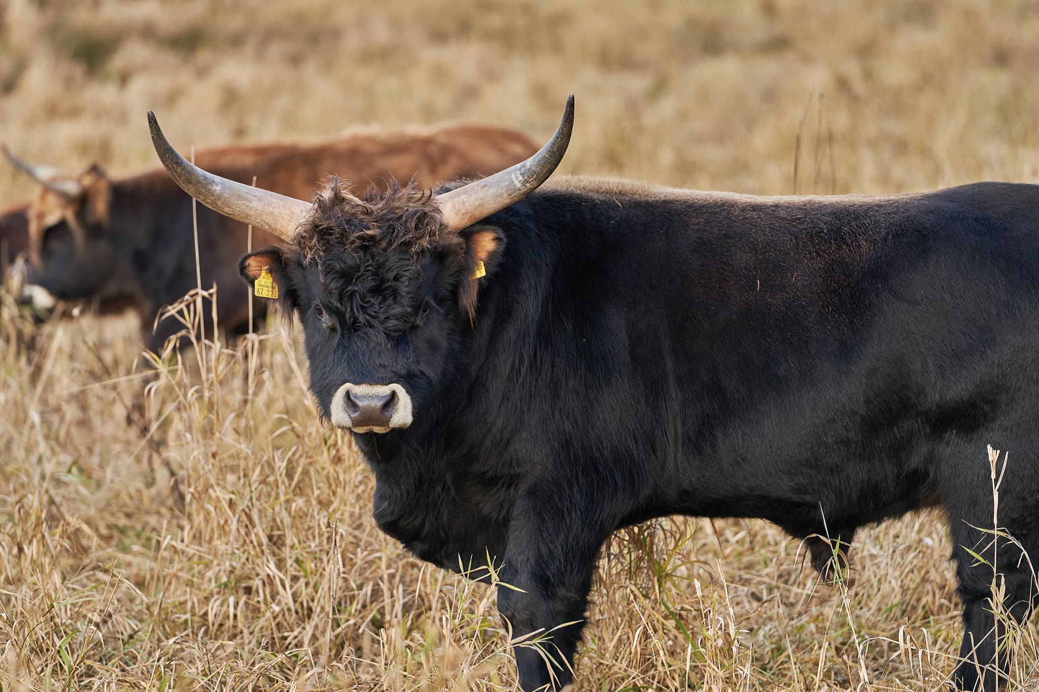 Auerochsen im Astner Moos bei Tittmoning, Oberbayern - Bild zeigt ein Astner Moos Rind in Tittmoning, Landkreis Traunstein, Oberbayern, Region Inn-Salzach, Deutschland. Idyllisches Landschaftsfoto.