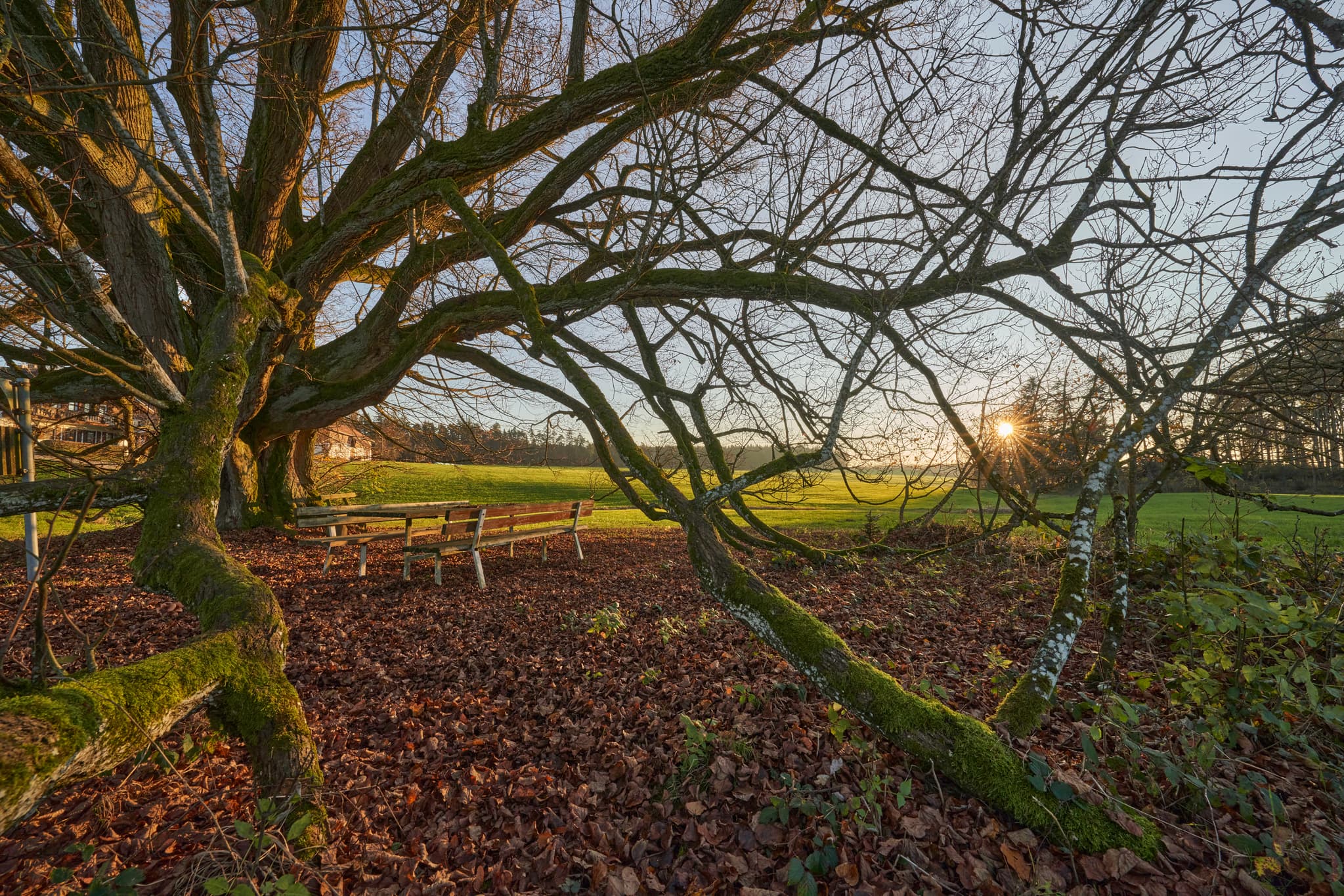 Ausladende Äste der Kriering Linde, Herbst, Wittibreut - Herbststimmung an der Kriering Linde in Wittibreut, Landkreis Rottal-Inn, Niederbayern. Holzland mit Bänken, Laub und Sonnenuntergang.