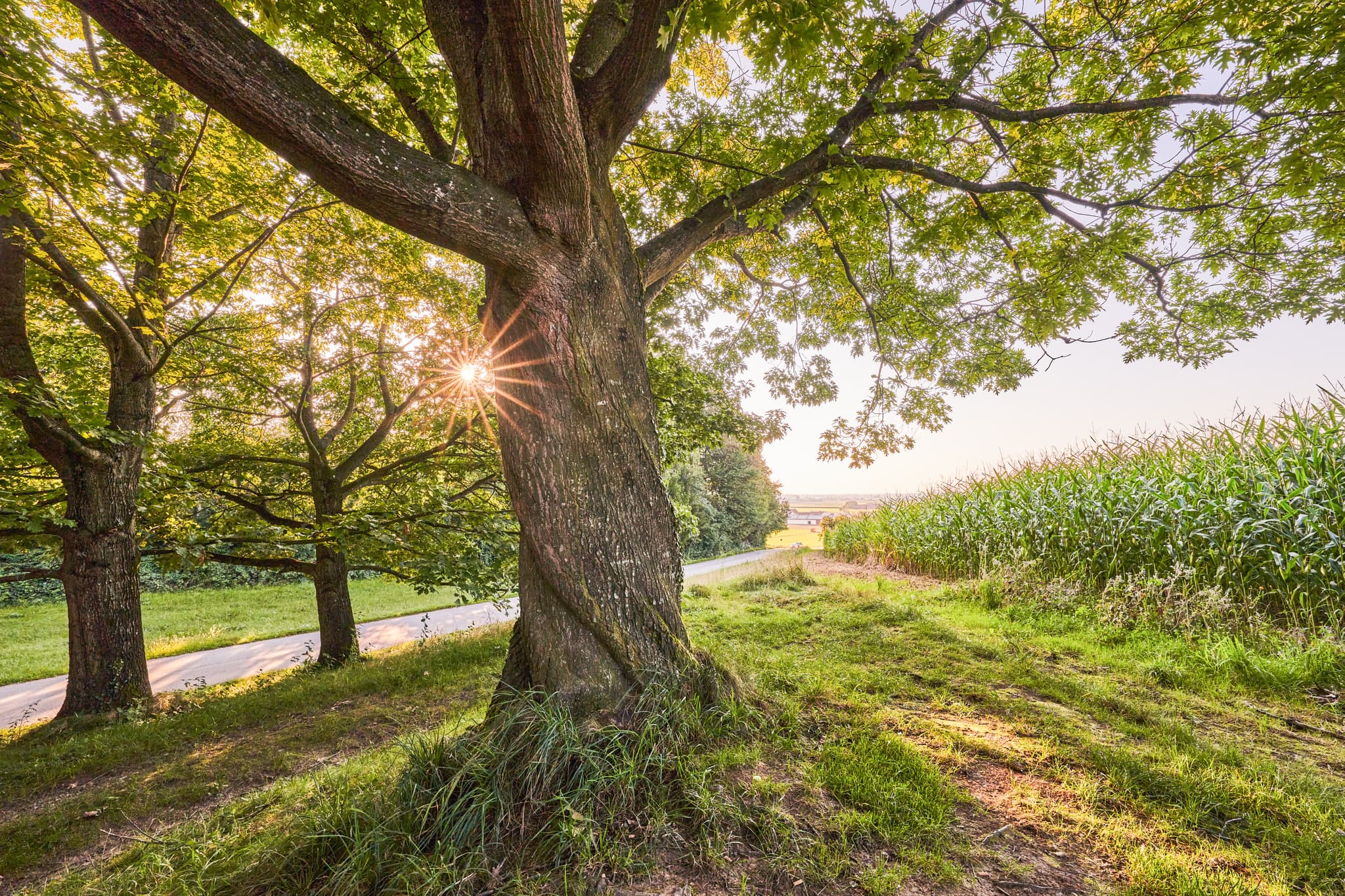 Aussicht Eiche Baum, Oberschroffen, Altötting, Oberbayern - Großer Baum mit Sonnenstrahlen am Wegrand, daneben Maisfeld. Ansicht in Oberschroffen, Unterneukirchen, Altötting, Oberbayern, Inn-Salzach, Deutschland.