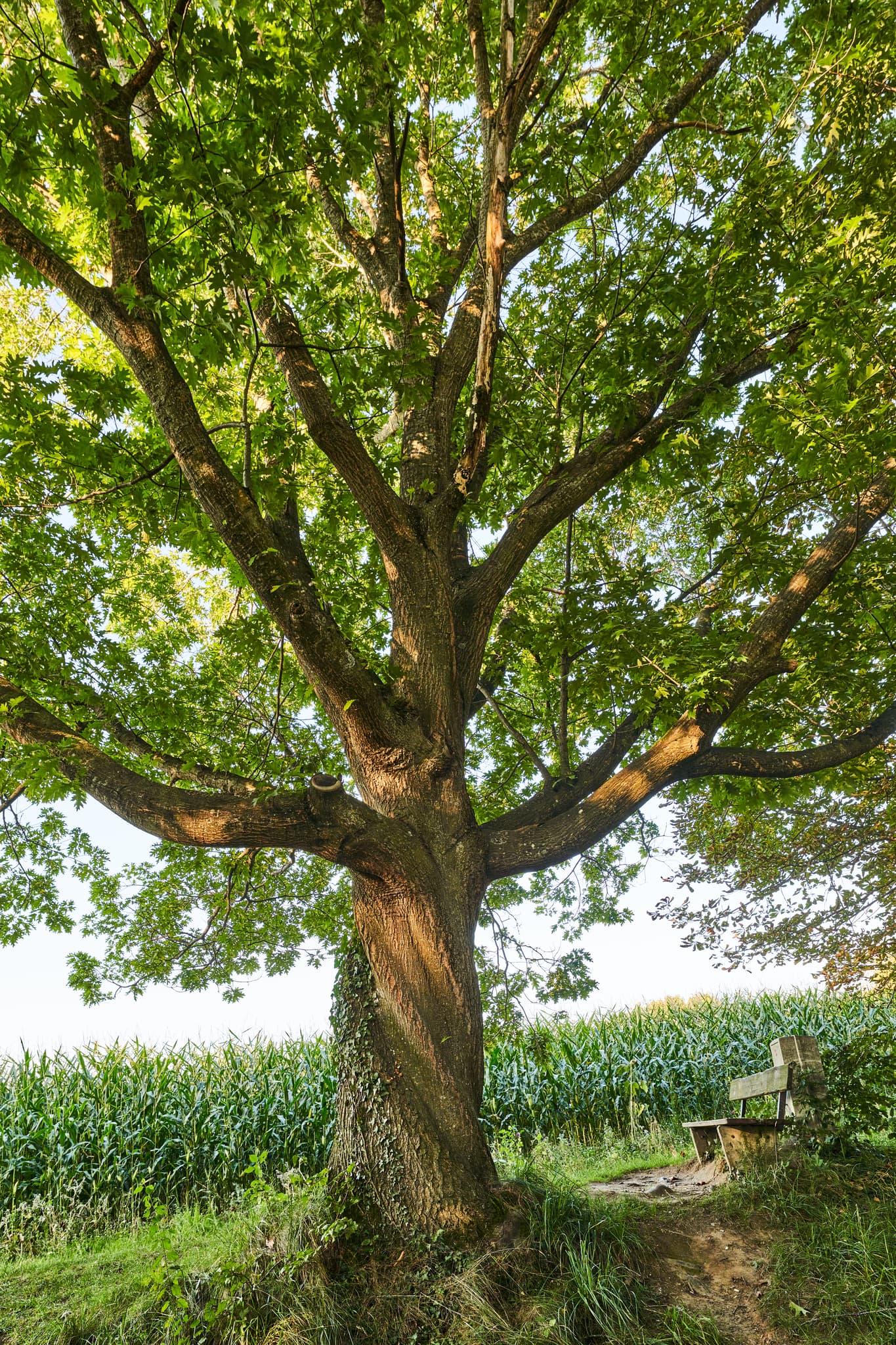 Aussicht Eiche Baum, Oberschroffen, Altötting, Oberbayern - Große Eiche und Sitzbank am Maisfeld in Oberschroffen, Unterneukirchen, Altötting, Oberbayern. Typische Landschaft der Region Inn-Salzach, Deutschland.