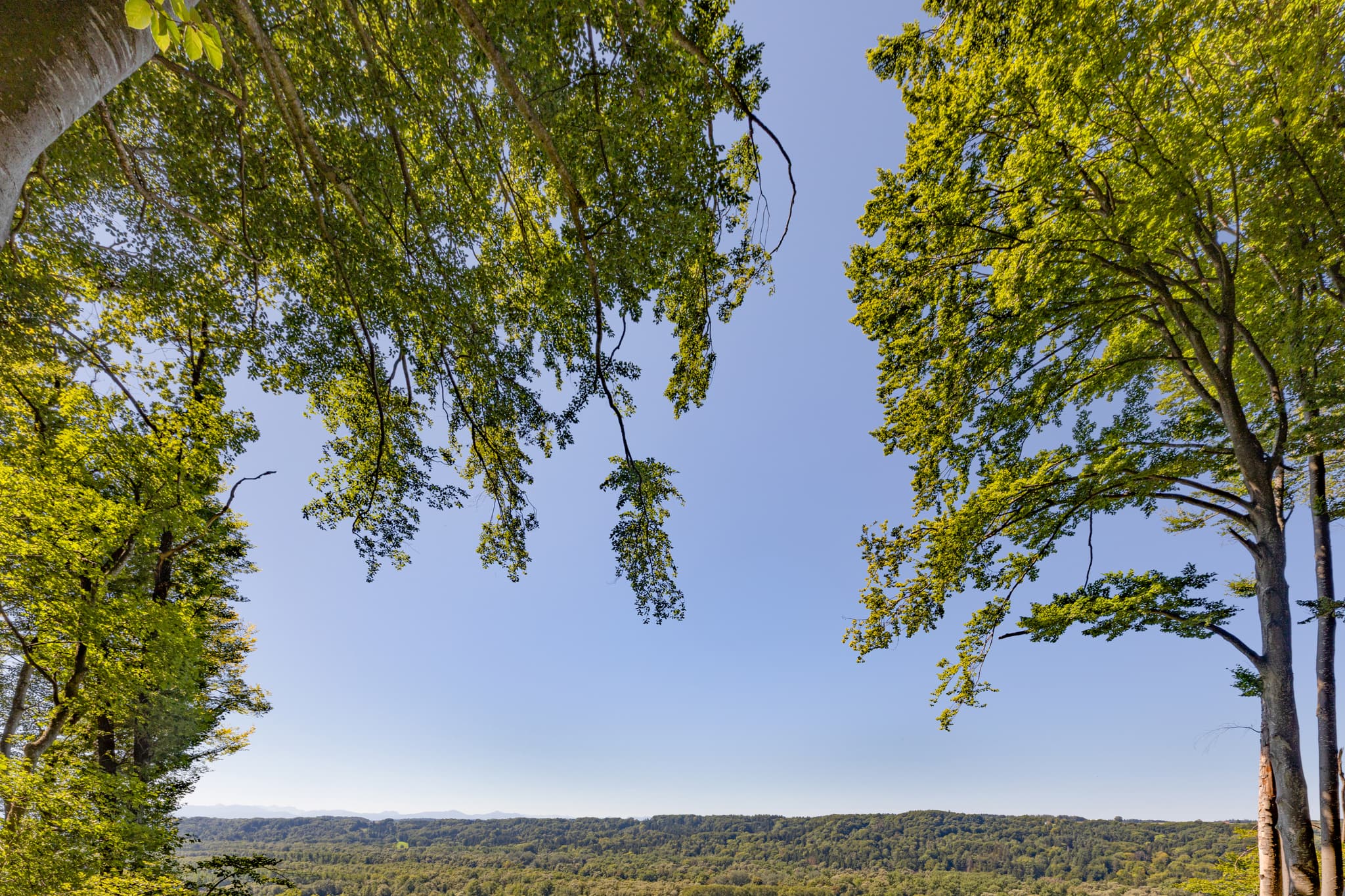 Aussicht im Wald, Hadermarkt, Braunau am Inn, Oberösterreich - Aussicht im Wald bei Hadermarkt, St. Radegund. Blick über die Waldlandschaft des Innviertels in Braunau am Inn, Oberösterreich, Österreich.