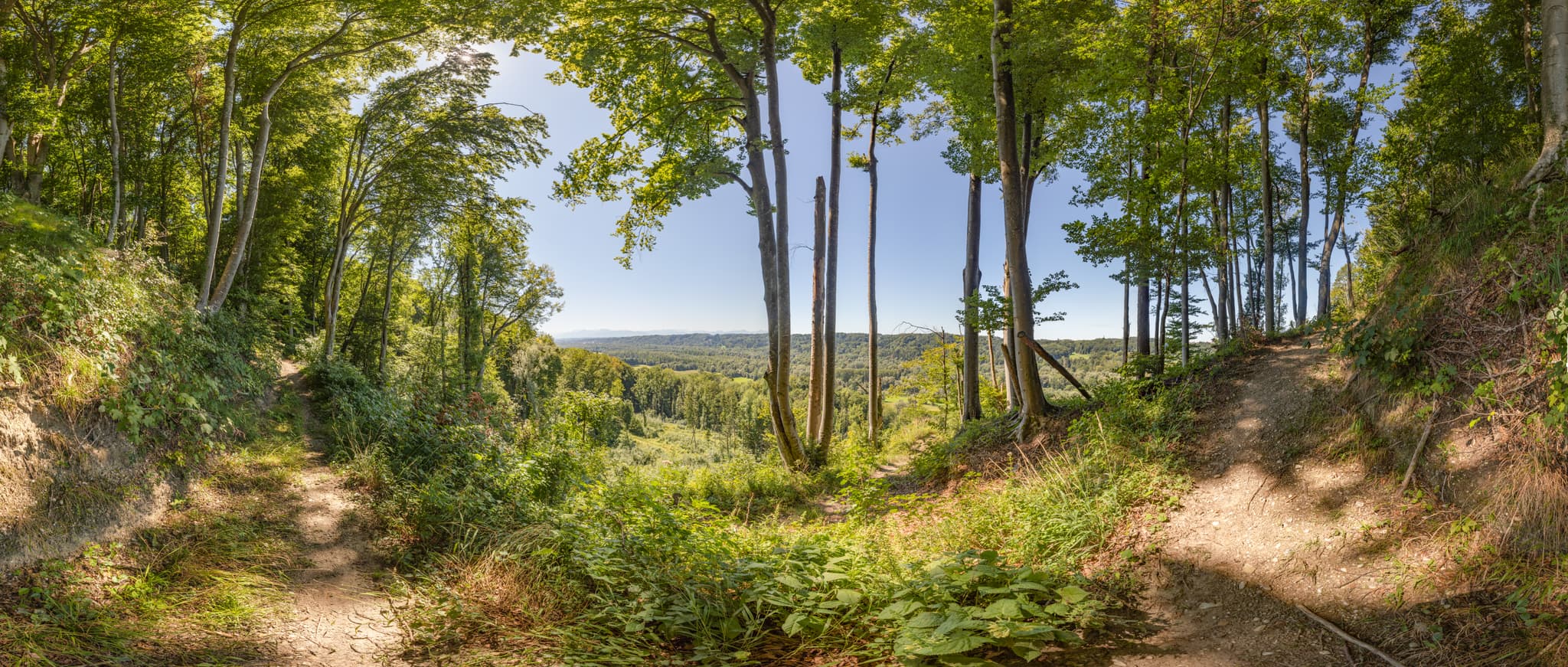 Aussicht im Wald, Hadermarkt, Braunau am Inn, Oberösterreich - Panoramablick auf eine ausgedehnte Waldlandschaft bei Hadermarkt in St. Radegund, Landkreis Braunau am Inn, Oberösterreich. Teil des Innviertels, Österreich.