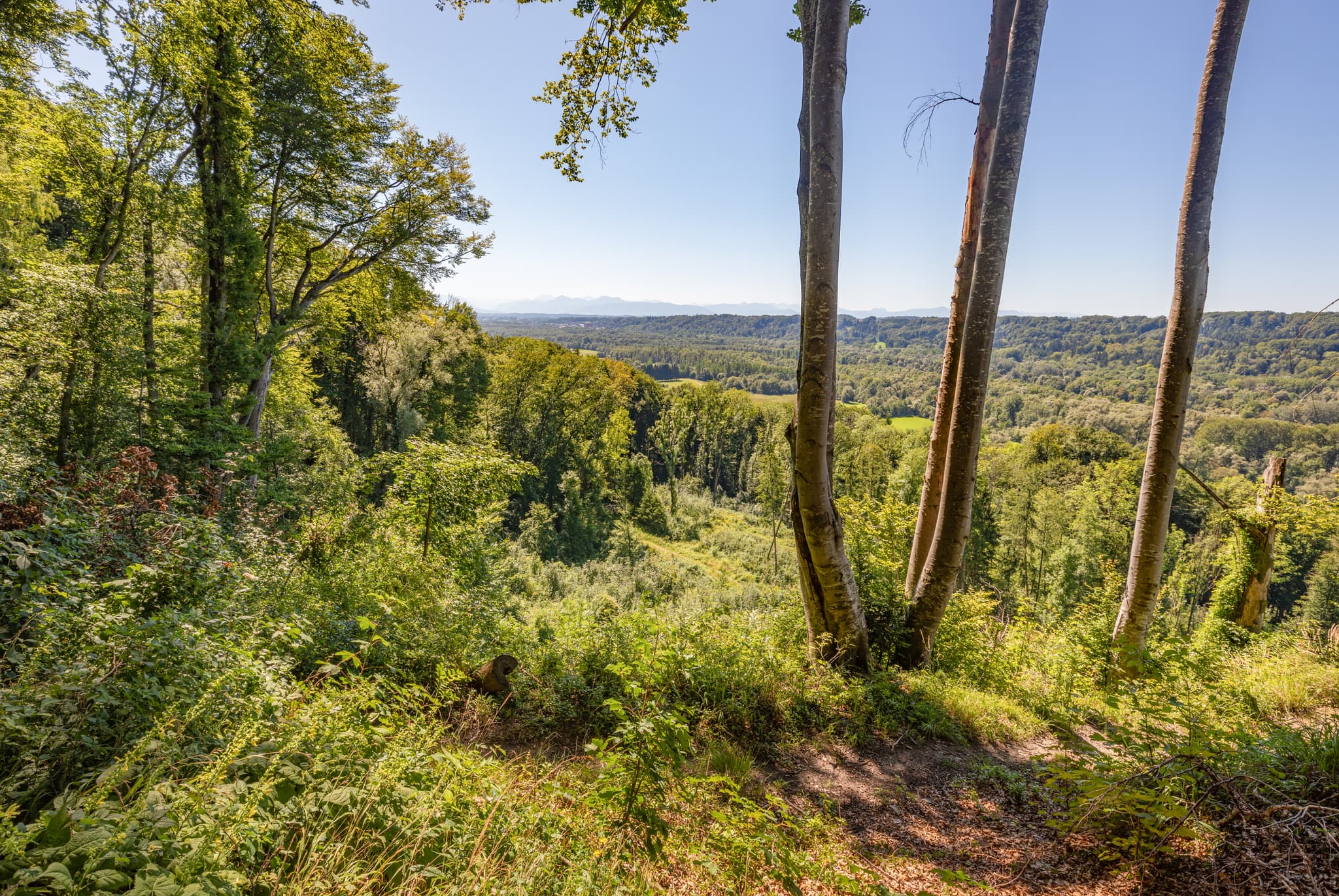 Aussicht im Wald, Hadermarkt, Braunau am Inn, Oberösterreich - Panoramablick auf eine ausgedehnte Waldlandschaft bei Hadermarkt in St. Radegund, Landkreis Braunau am Inn, Oberösterreich. Teil des Innviertels, Österreich.
