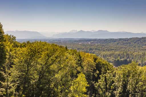 Aussicht im Wald, Hadermarkt, Braunau am Inn, Oberösterreich