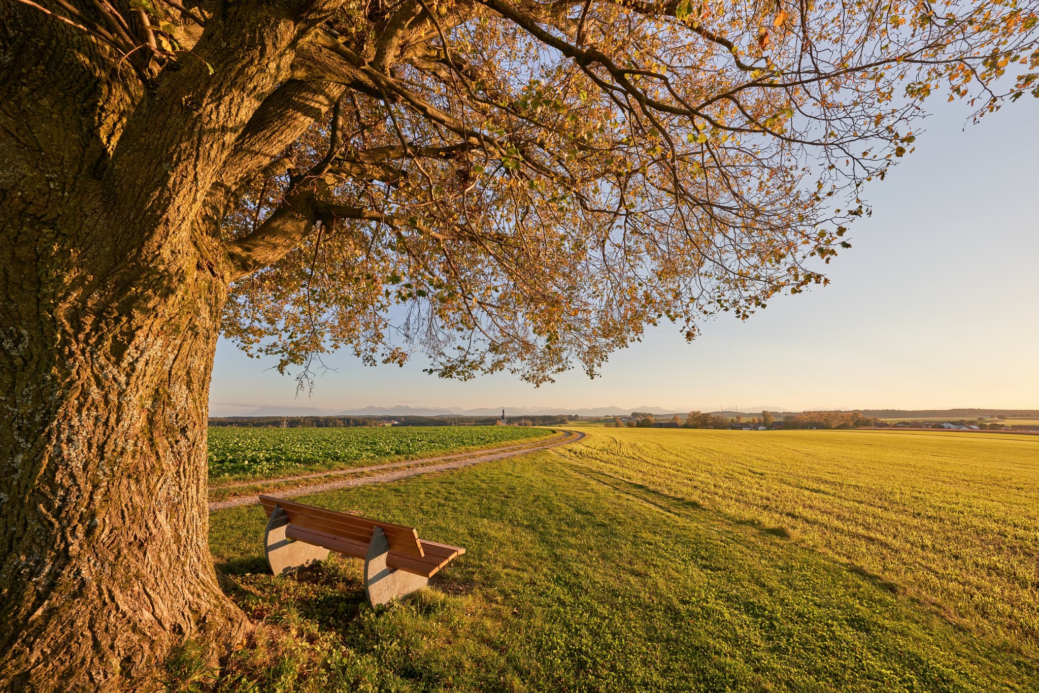 Aussicht Rainbichl Linde, Tyrlaching, Altötting, Oberbayern - Weitläufige Felder mit einem markanten Baum und einer Bank am Wegesrand in Tyrlaching, Landkreis Altötting, Oberbayern, Inn-Salzach, Deutschland.