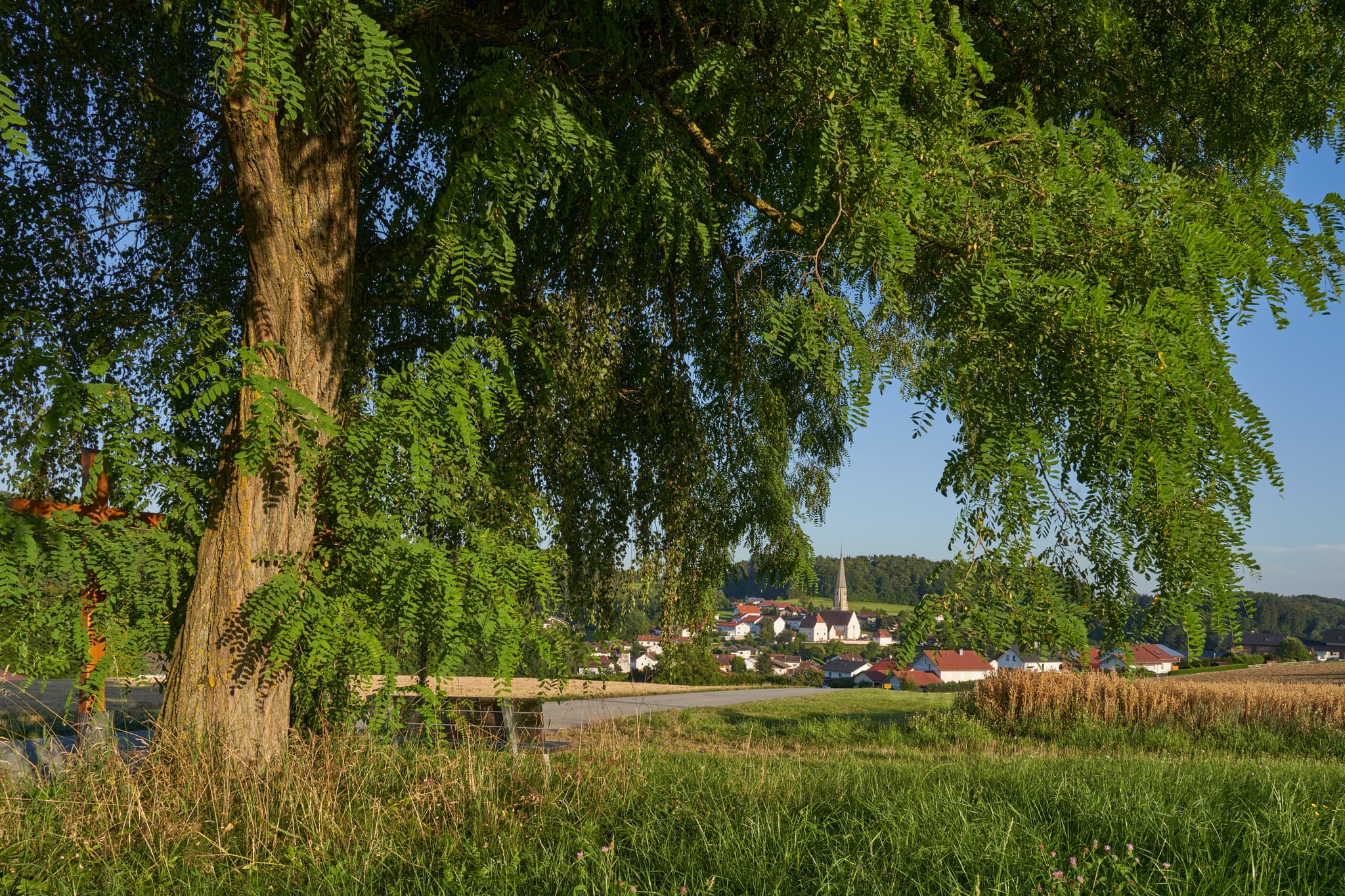 Aussichtspunkt mit Bank unter Akazie, Taubenbach Aussicht - Aussicht auf Taubenbach, Gemeinde Reut, Landkreis Rottal-Inn, Bayern, Deutschland. Bank unter einer Akazie mit Blick auf den Ort und die Kirche.
