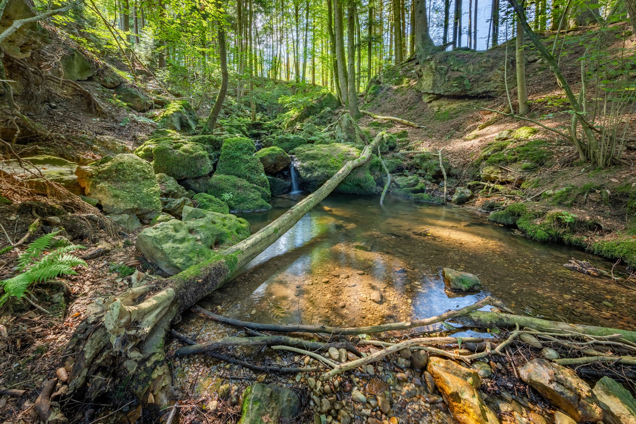 Bachlauf im Ameringer Graben, Stubenberg, Rottal-Inn - Kirnbach, Bachlauf im Ameringer Graben bei Stubenberg, Rottal-Inn, Niederbayern, Holzland, Bayern, Deutschland.