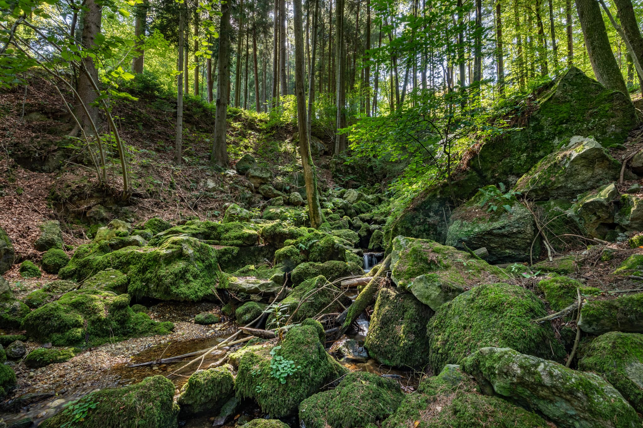 Bachlauf im Ameringer Graben, Stubenberg, Rottal-Inn - Kirnbach im Ameringer Graben bei Stubenberg, Rottal-Inn, Niederbayern, Holzland, Bayern, Deutschland.