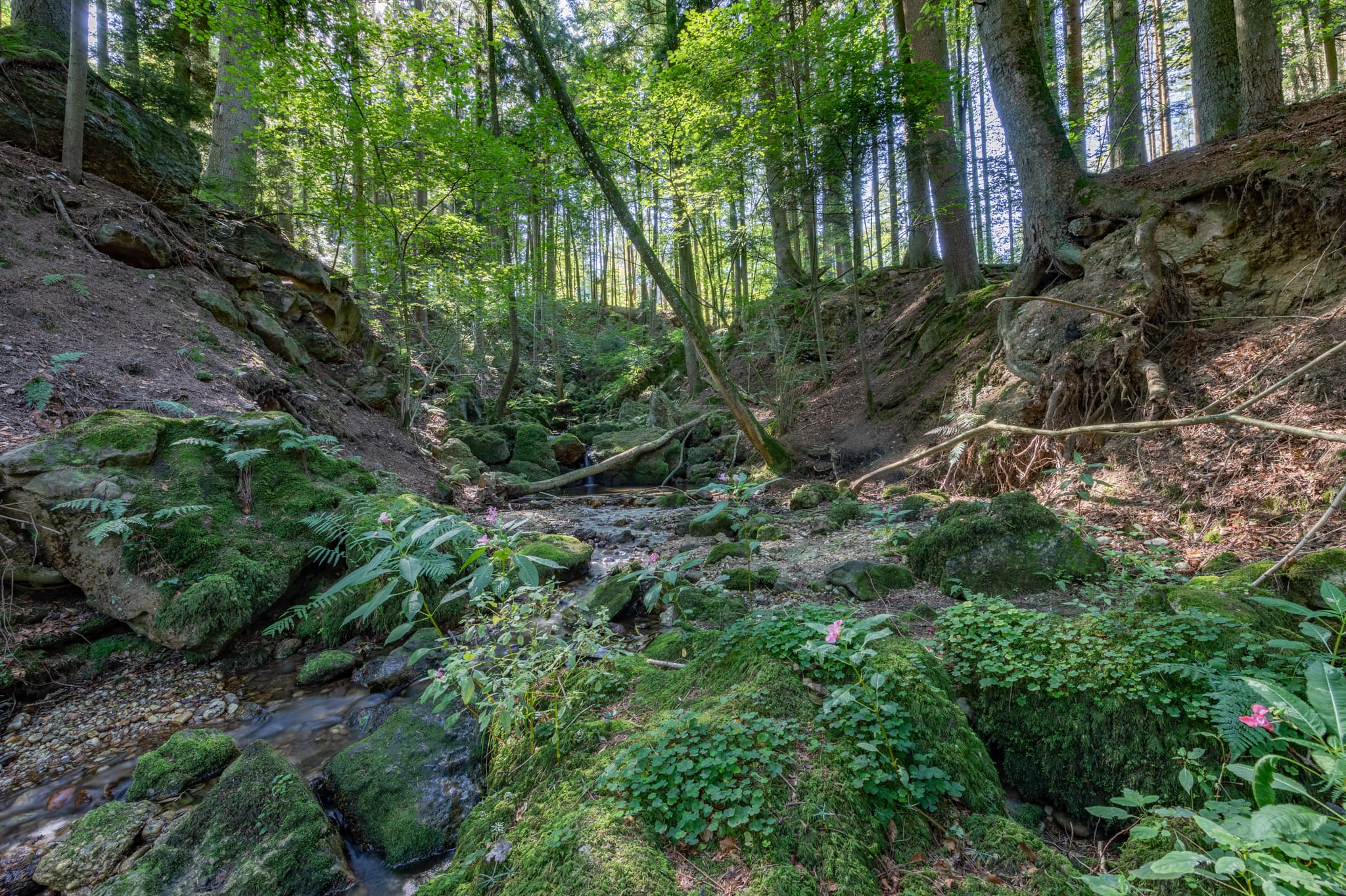 Bachlauf im Ameringer Graben, Stubenberg, Rottal-Inn - Kirnbach im Ameringer Graben bei Stubenberg, Rottal-Inn, Niederbayern, Holzland, Bayern, Deutschland.