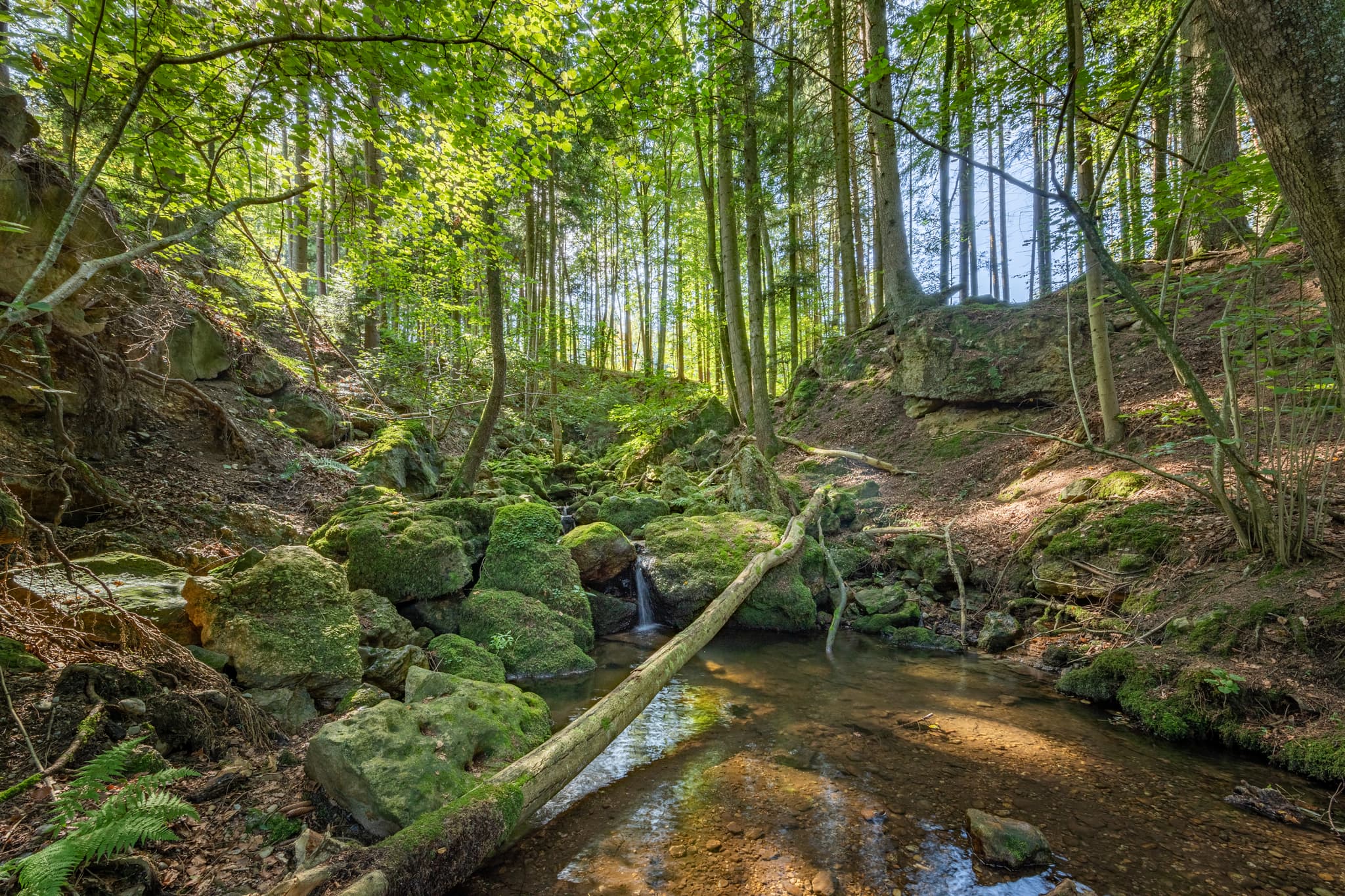 Bachlauf im Ameringer Graben, Stubenberg, Rottal-Inn - Kirnbach, Bachlauf im Ameringer Graben bei Stubenberg, Rottal-Inn, Niederbayern, Holzland, Bayern, Deutschland.