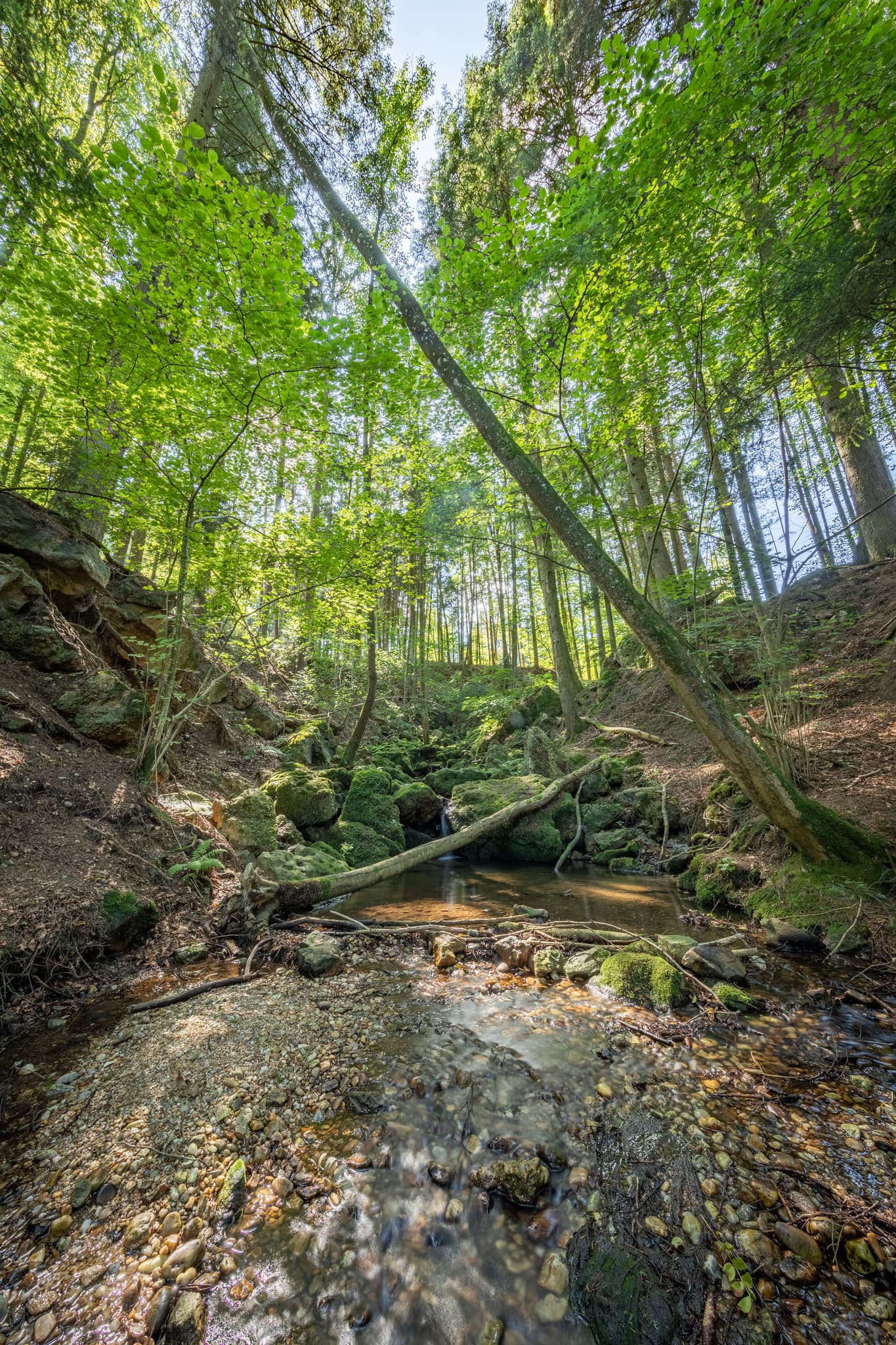 Bachlauf im Ameringer Graben, Stubenberg, Rottal-Inn - Bachlauf im Ameringer Graben bei Stubenberg, Rottal-Inn, Niederbayern, Holzland, Bayern, Deutschland.