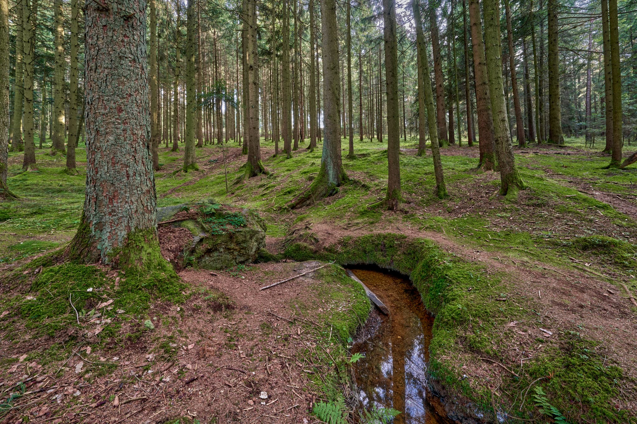 Bachlauf, Kaser Steinstuben, Voglarn, Triftern, Rottal-Inn - Waldgebiet mit Bachlauf in Voglarn bei Triftern, Rottal-Inn, Niederbayern, Holzland, Bäderdreieck, Deutschland.