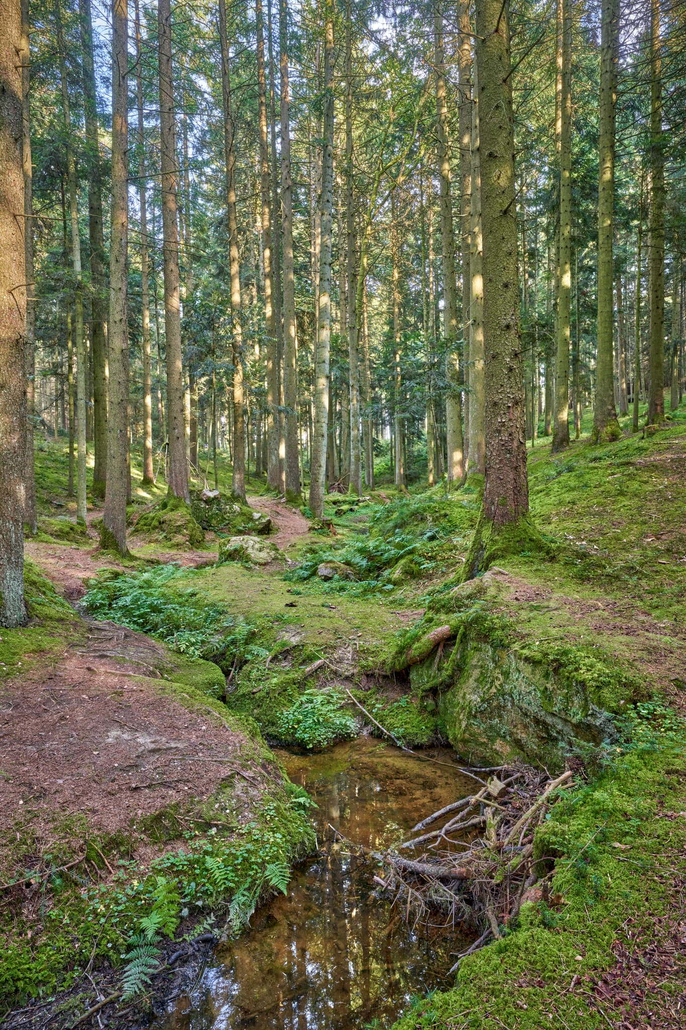 Bachlauf, Kaser Steinstuben, Voglarn, Triftern, Rottal-Inn - Waldgebiet mit Bachlauf in Voglarn bei Triftern, Rottal-Inn, Niederbayern, Holzland, Bäderdreieck, Deutschland.