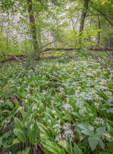 Bärlauchwald an der Alz, Altötting, Oberbayern