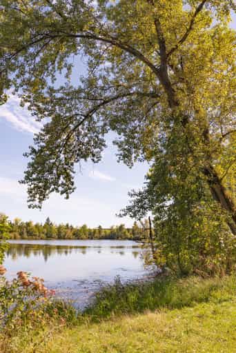 Bäume am Badesee Simbach, Waldsee Lago, Sommer, Rottal-Inn
