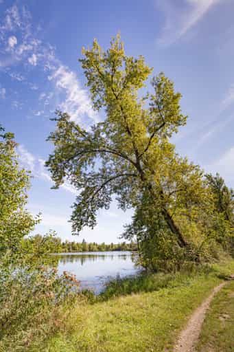 Bäume am Badesee Simbach, Waldsee Lago, Sommer, Rottal-Inn