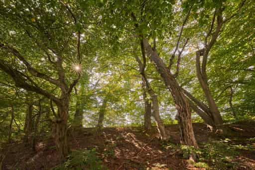 Bäume am Isenkanal, Stauweiher, Altötting, Oberbayern