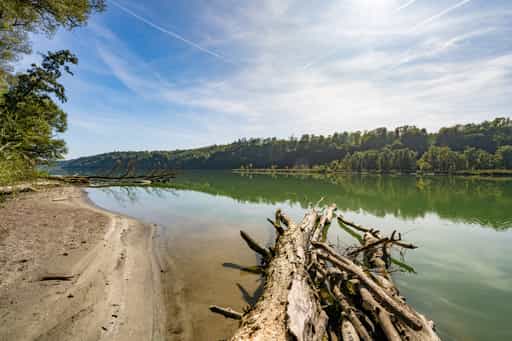 Bäume in der Salzach am Innspitz, Altötting, Oberbayern
