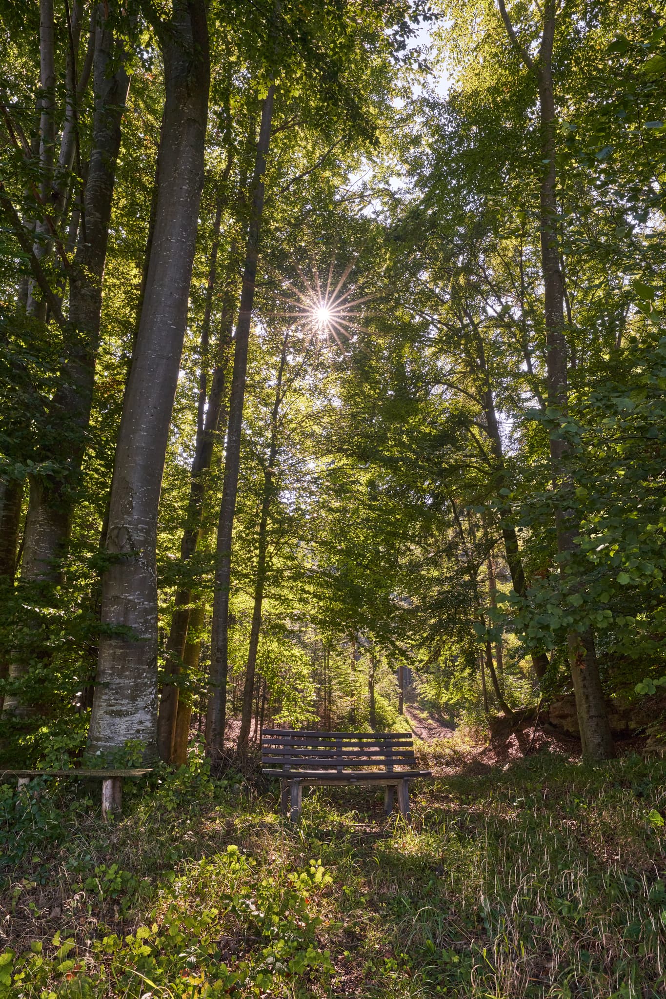 Bank am Steinbruch, St.-Rupert-Pilgerweg Berger a. Brunn - Parkbank am St.-Rupert-Pilgerweg Berger a. Brunn, nahe Kastl im Landkreis Altötting, Oberbayern, Deutschland. Natur und Wald der Region Inn-Salzach.