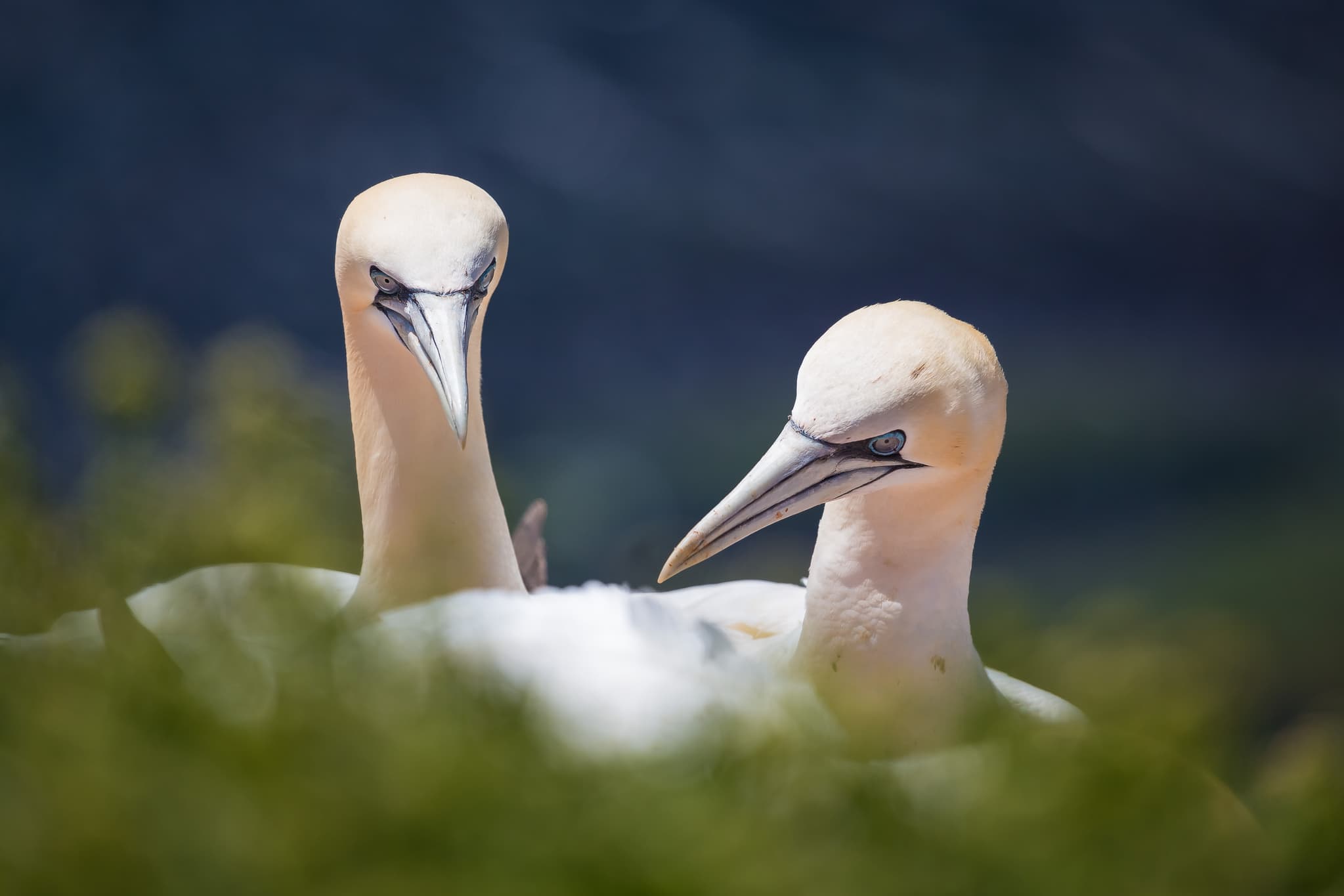 Basstölpel 11, Helgoland, Pinneberg, Schleswig-Holstein - Basstölpel auf Helgoland, der deutschen Hochseeinsel. Die Vögel bewohnen das einzigartige Ökosystem im Landkreis Pinneberg, Schleswig-Holstein, in der Nordsee.