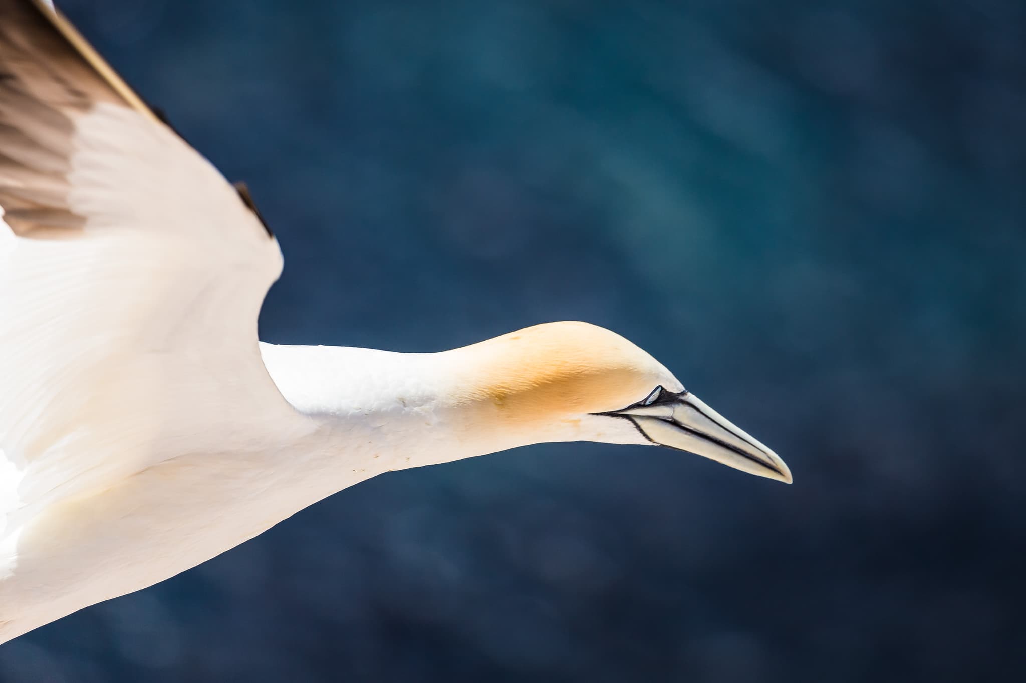 Basstölpel 9, Helgoland, Pinneberg, Schleswig-Holstein - Basstölpel im Flug, Helgoland. Diese Insel ist Teil des Landkreises Pinneberg, Schleswig-Holstein, Deutschland. Zeigt die Vogelwelt der Nordseeküste.