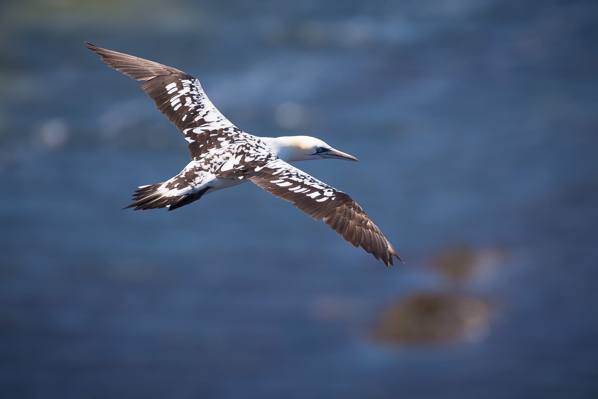 Basstölpel, Helgoland, Pinneberg, Schleswig-Holstein - Basstölpel fliegt über Nordsee bei Helgoland. Insel Helgoland liegt im Landkreis Pinneberg, Schleswig-Holstein, Deutschland. Region: Nordseeinsel Helgoland.