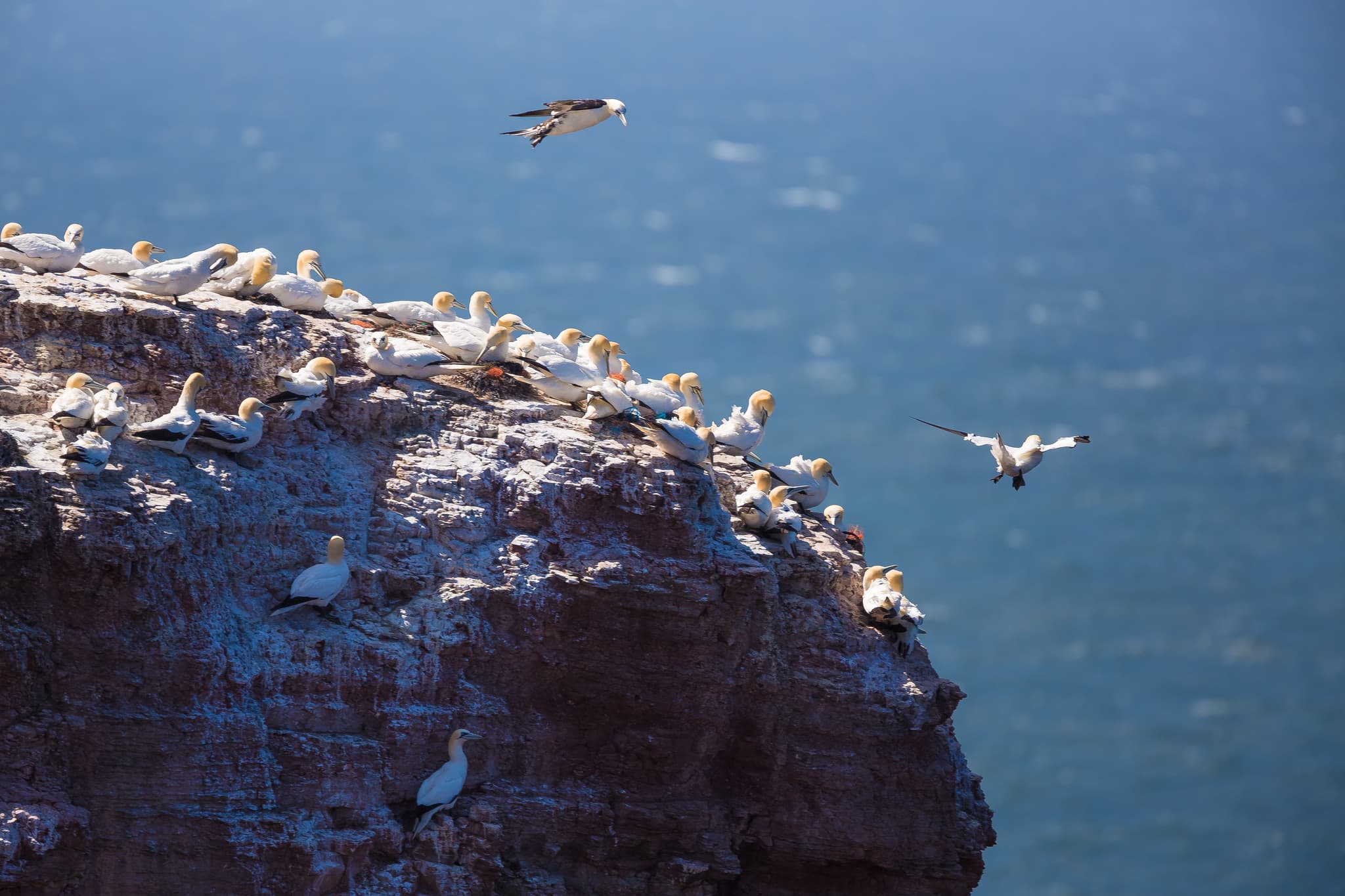 Basstölpel, Helgoland, Pinneberg, Schleswig-Holstein - Basstölpelkolonie auf den markanten Felsen Helgolands in der Nordsee, Deutschland. Einzigartige Meereslandschaft im Landkreis Pinneberg, Schleswig-Holstein.