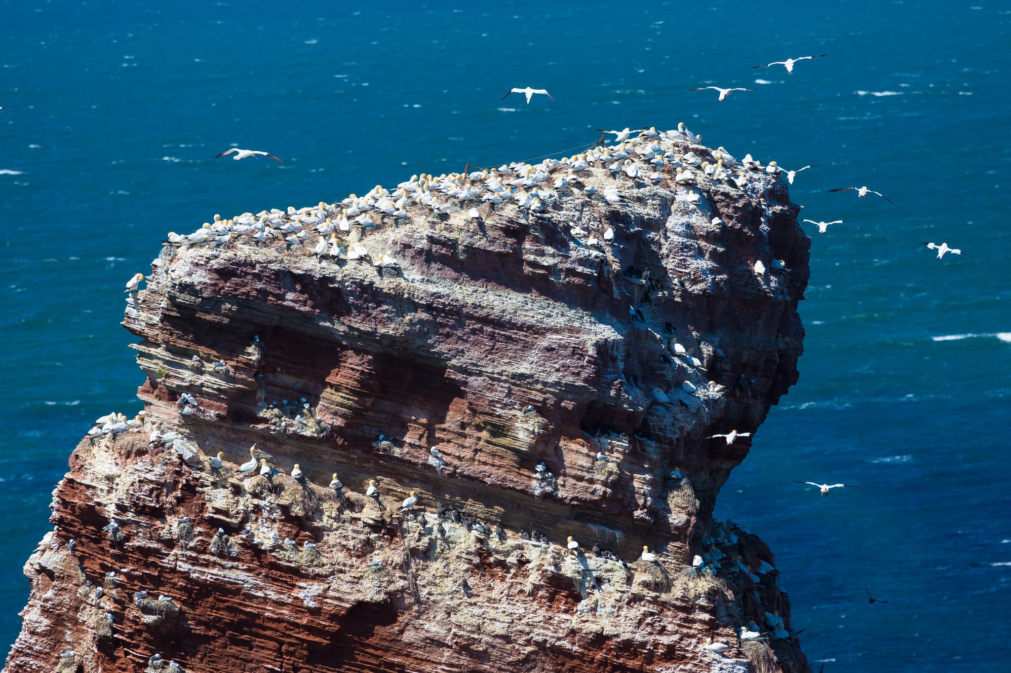 Basstölpel, Helgoland, Pinneberg, Schleswig-Holstein - Basstölpelkolonie auf den markanten Felsen Helgolands in der Nordsee, Deutschland. Einzigartige Meereslandschaft im Landkreis Pinneberg, Schleswig-Holstein.