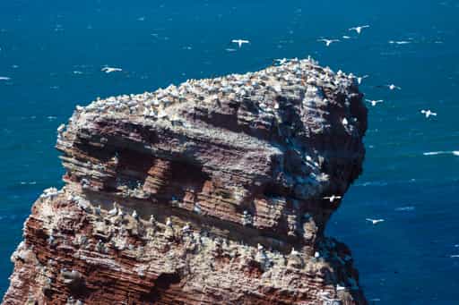 Basstölpel, Helgoland, Pinneberg, Schleswig-Holstein