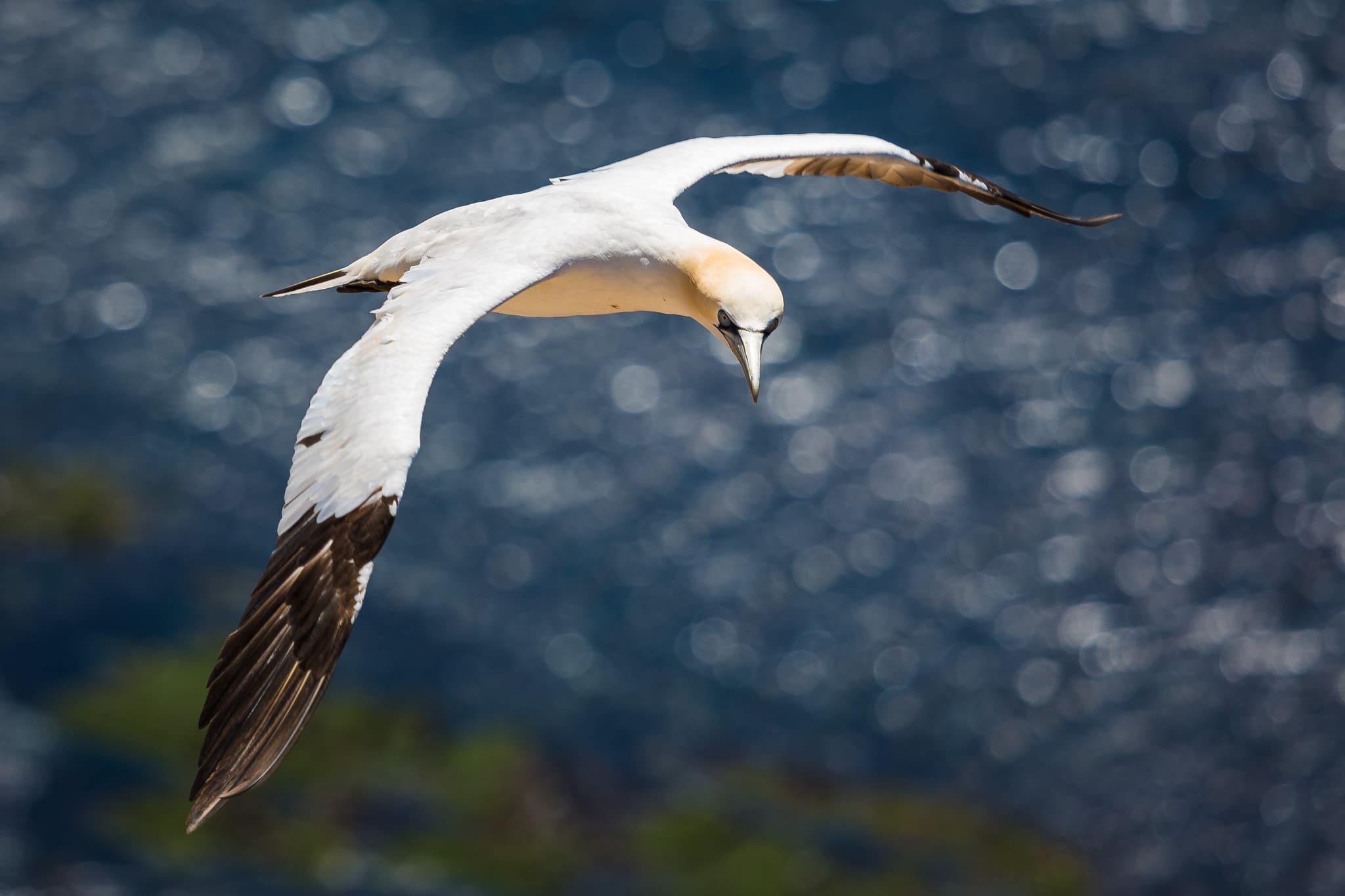 Basstölpel, Helgoland, Pinneberg, Schleswig-Holstein - Majestätischer Basstölpel im Flug über dem Meer vor Helgoland. Die Insel liegt im Landkreis Pinneberg, Schleswig-Holstein, an der Nordseeküste Deutschlands.
