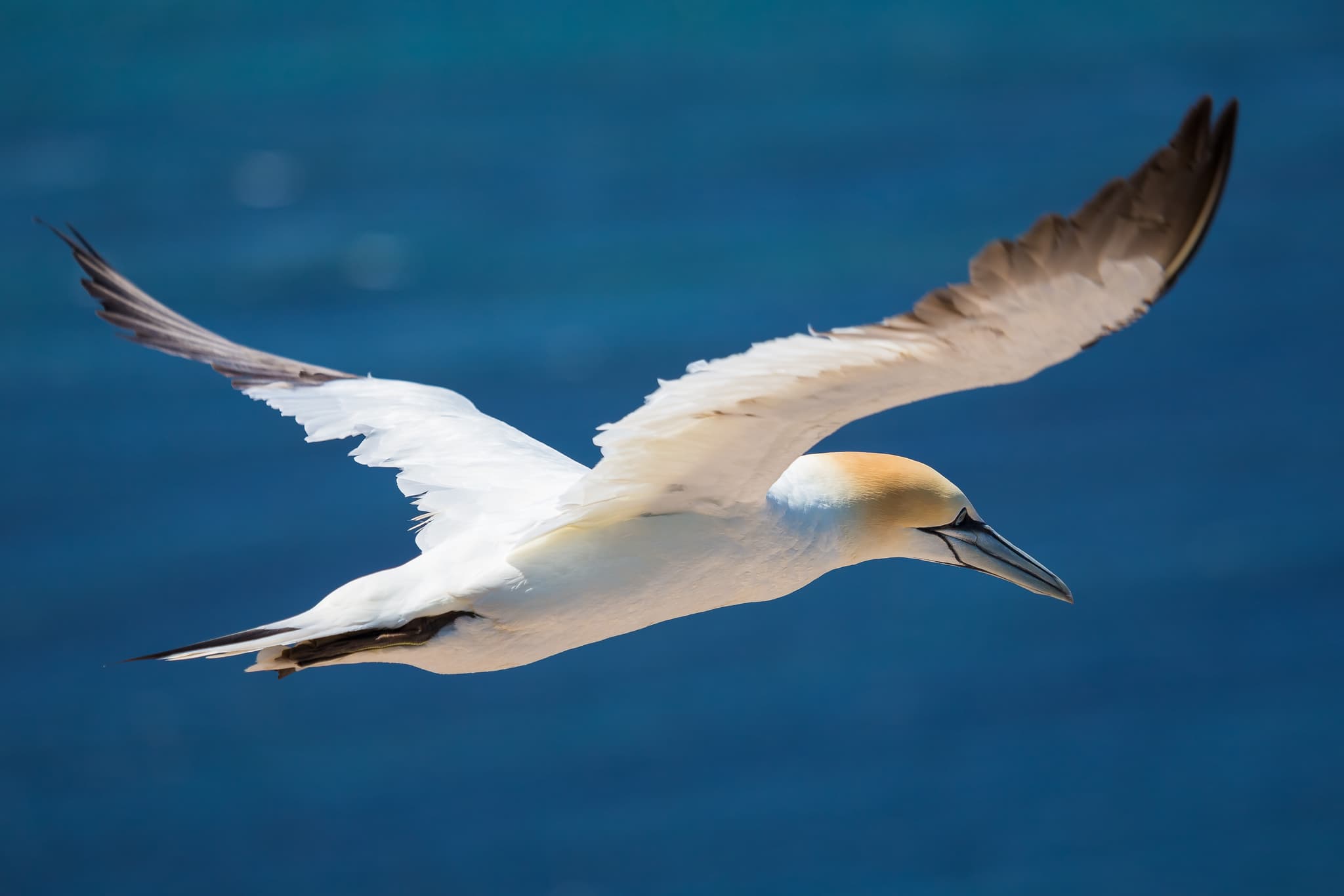 Basstöpel, Helgoland, Pinneberg, Schleswig-Holstein - Ein Basstöpel im Flug über Helgoland. Die Insel in der Nordsee, Landkreis Pinneberg, Schleswig-Holstein, Deutschland, bietet einzigartige Naturerlebnisse.
