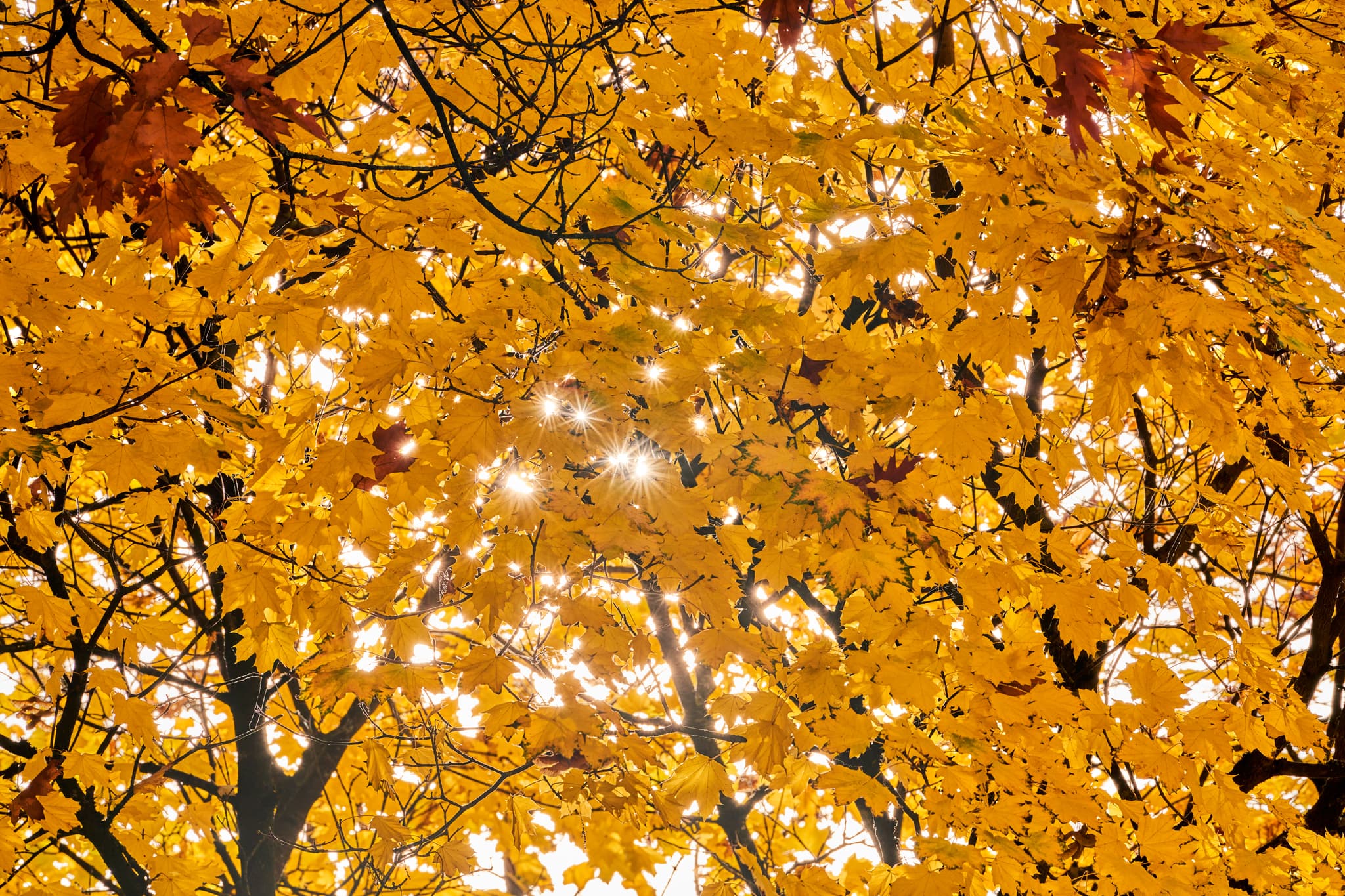 Baum am Kindergarten Herbst Hörniweg, Schönau, Rottal-Inn - Herbstbaum mit leuchtend gelbem Laub am Kindergarten Hörniweg in Schönau, Rottal-Inn, Niederbayern. Charakteristische Szene im Holzland, Deutschland.