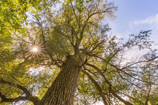 Baum am Waldsee Lago im Sommer, Rottal-Inn, Niederbayern