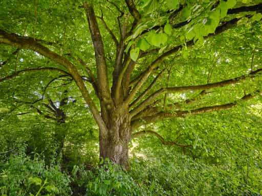 Baum in Steinhausen, Landkreis Oberbayern, Bayern, Südbayern