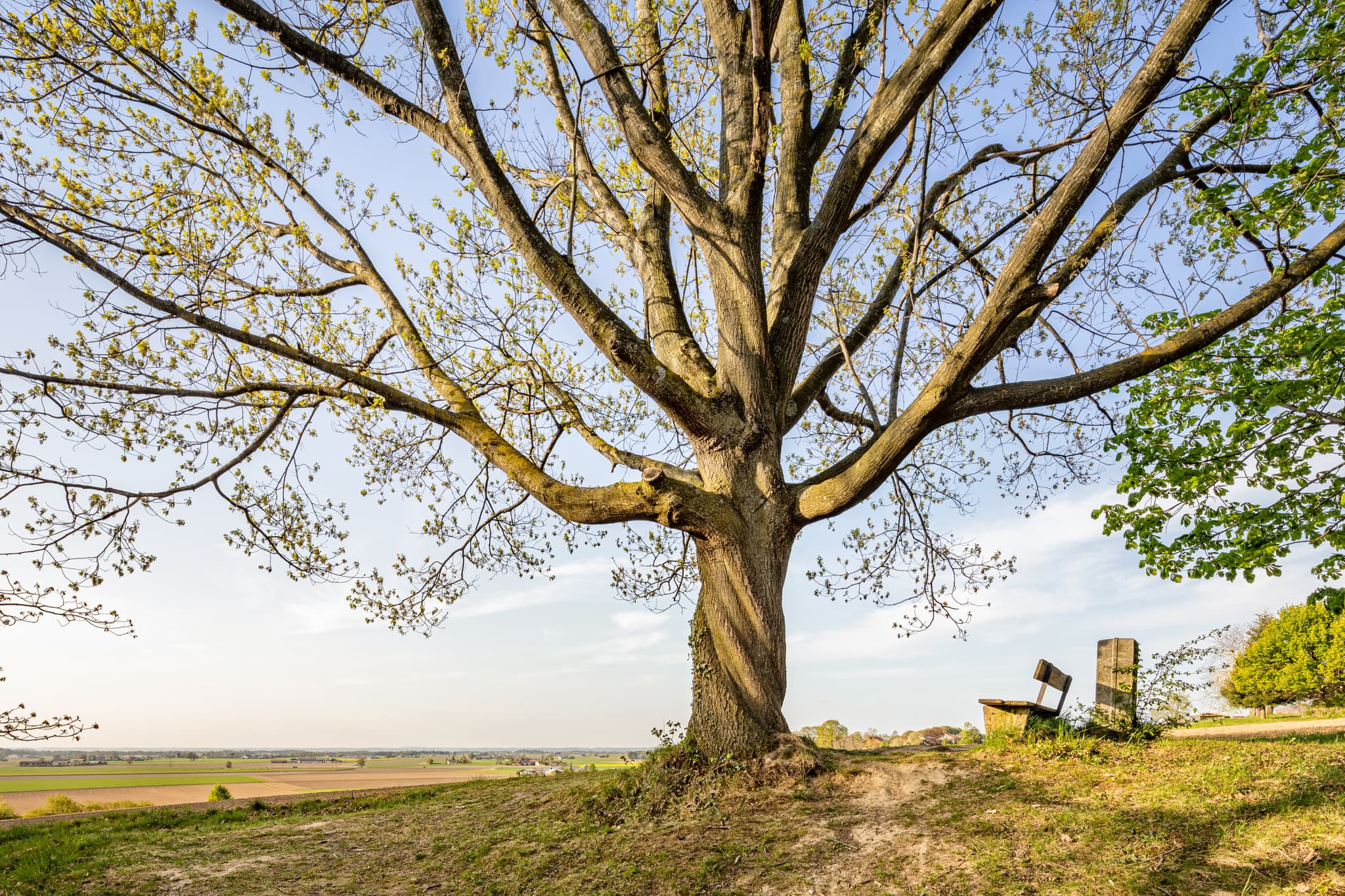 Baum  mit Aussicht, Oberschroffen, Altötting, Oberbayern - Blick auf weite Landschaft mit markantem Baum von Anhöhe bei Oberschroffen, Unterneukirchen. Landkreis Altötting, Oberbayern, Region Inn-Salzach, Deutschland.